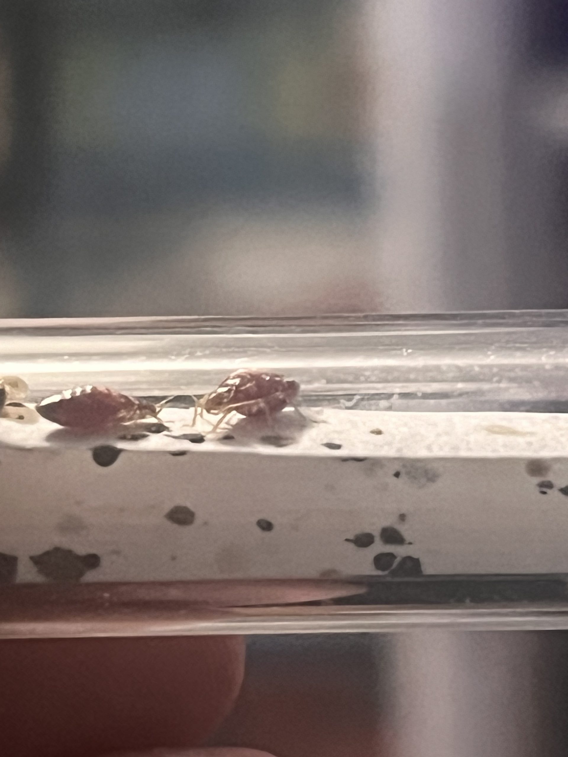 Vue détaillée de punaises de lit dans un récipient, avec leurs excréments visibles en arrière-plan.