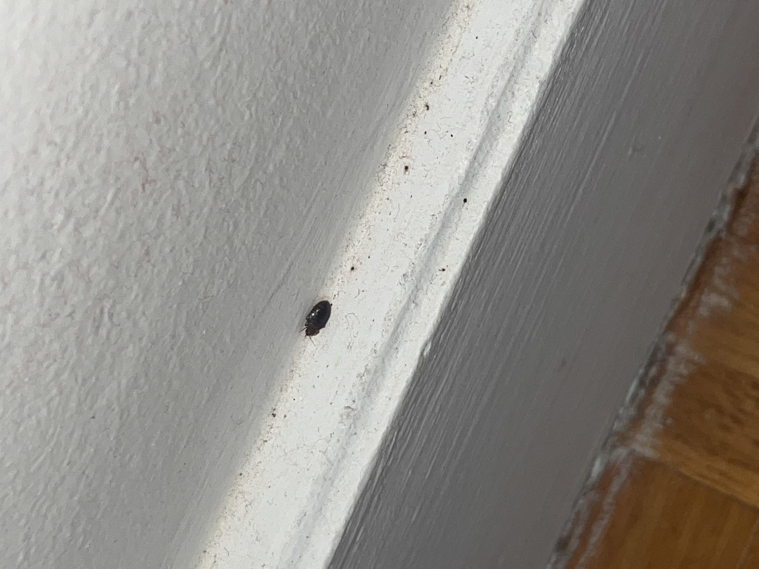 Petite punaise de lit localisé près d'une plinthe murale blanche, montrant des signes d'infestation potentielle.
