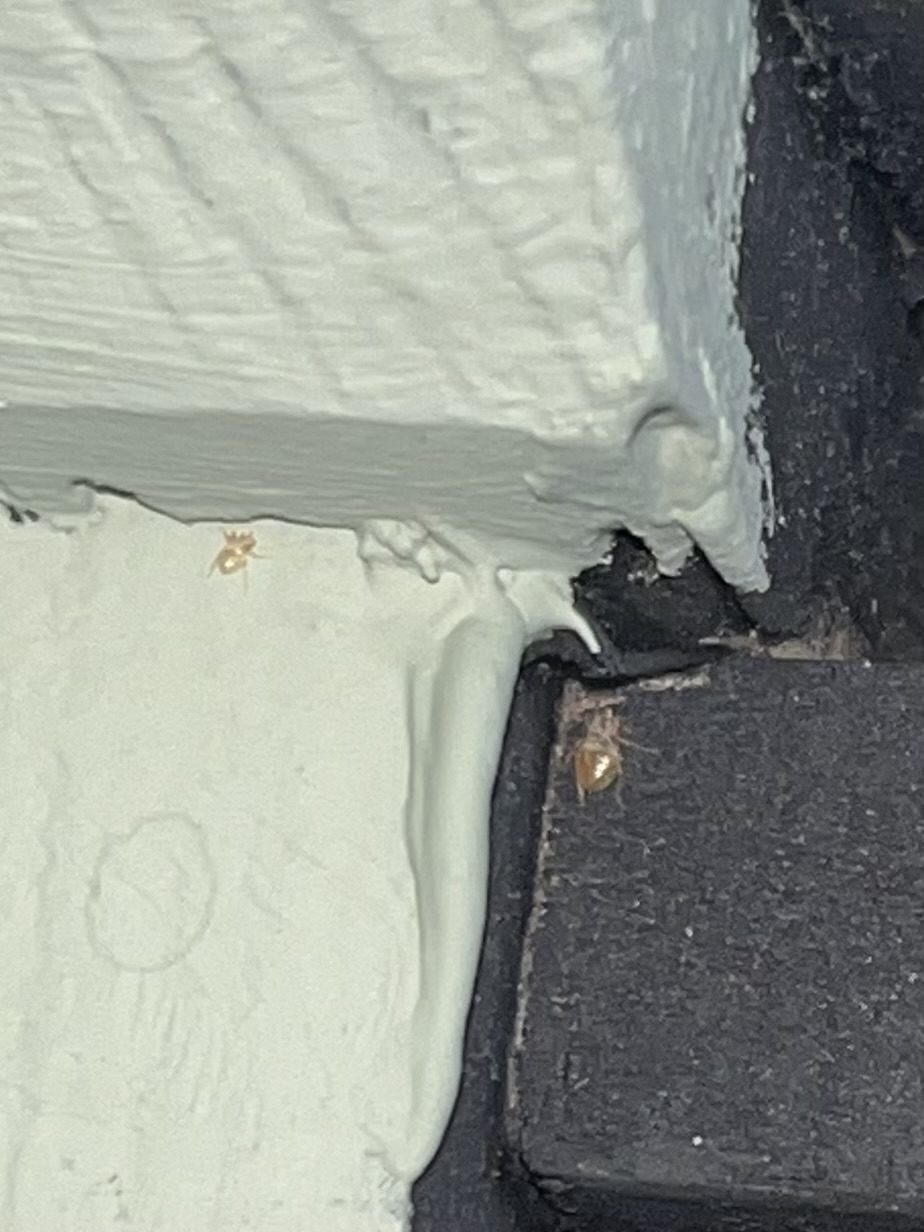 Punaises de lit visibles sur une fissure au coin d'un mur peint et d'une surface en bois