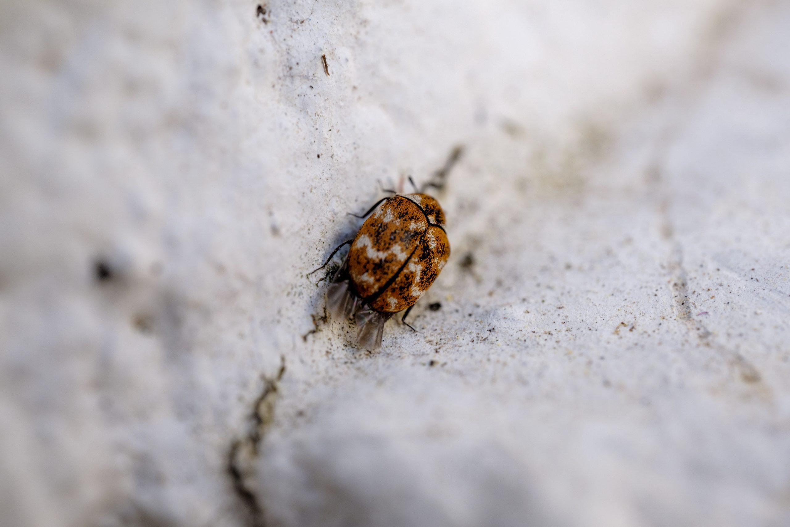 Vue rapprochée d'une anthrène de tapis ressemblant à une puce sur une surface blanche texturée, capturé dans un environnement naturel.