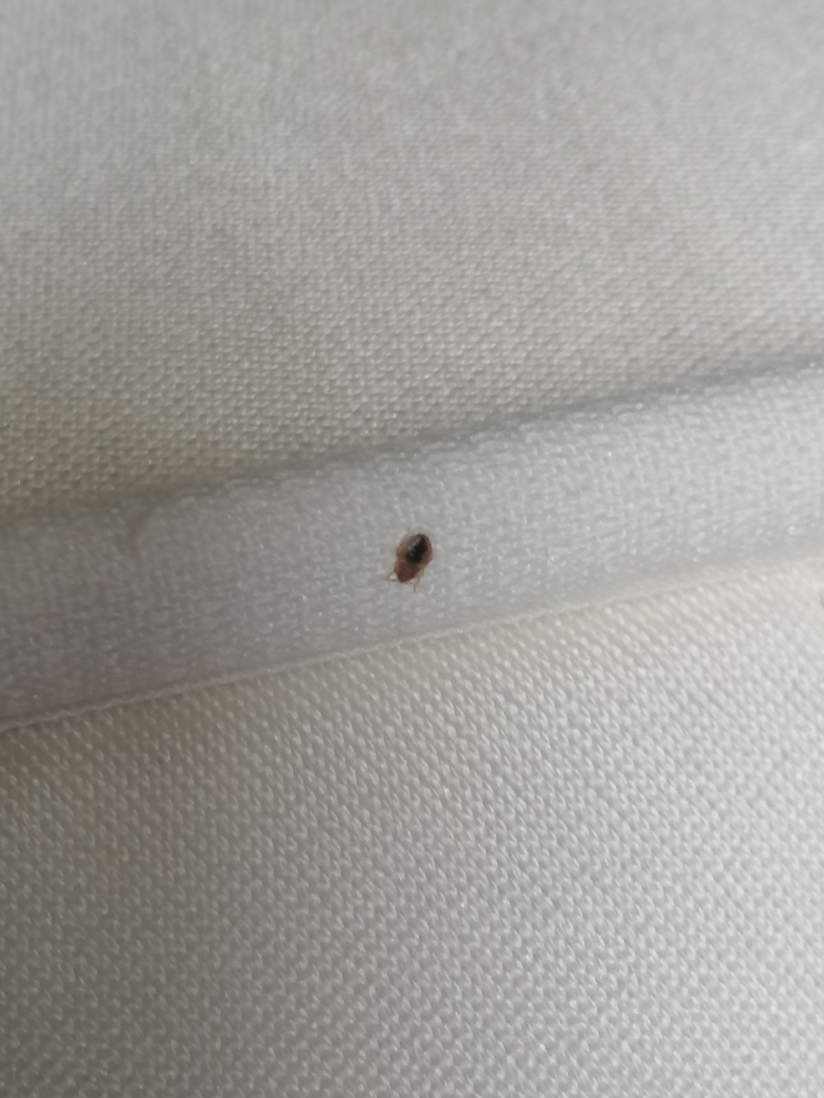 Punaises de lit femelle sur un matelas, repérées dans une couture blanche.