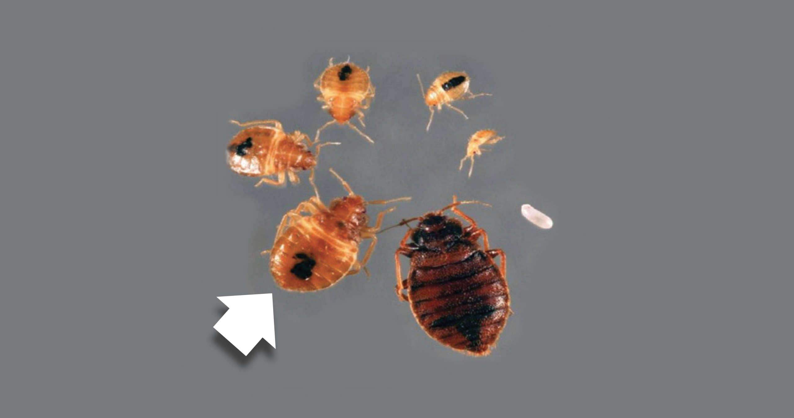 Illustration des étapes de développement des punaises de lit, de l'œuf à l'adulte.