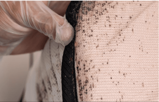 Main portant un gant en plastique examinant un matelas infesté de taches noires et de punaises de lit.