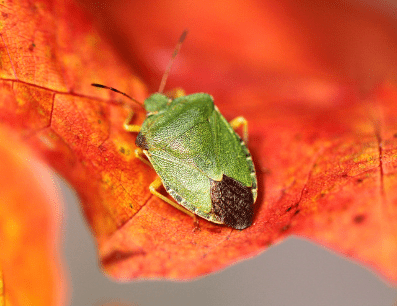 Punaise verte sur une feuille rouge en automne, mise en évidence de ses détails.