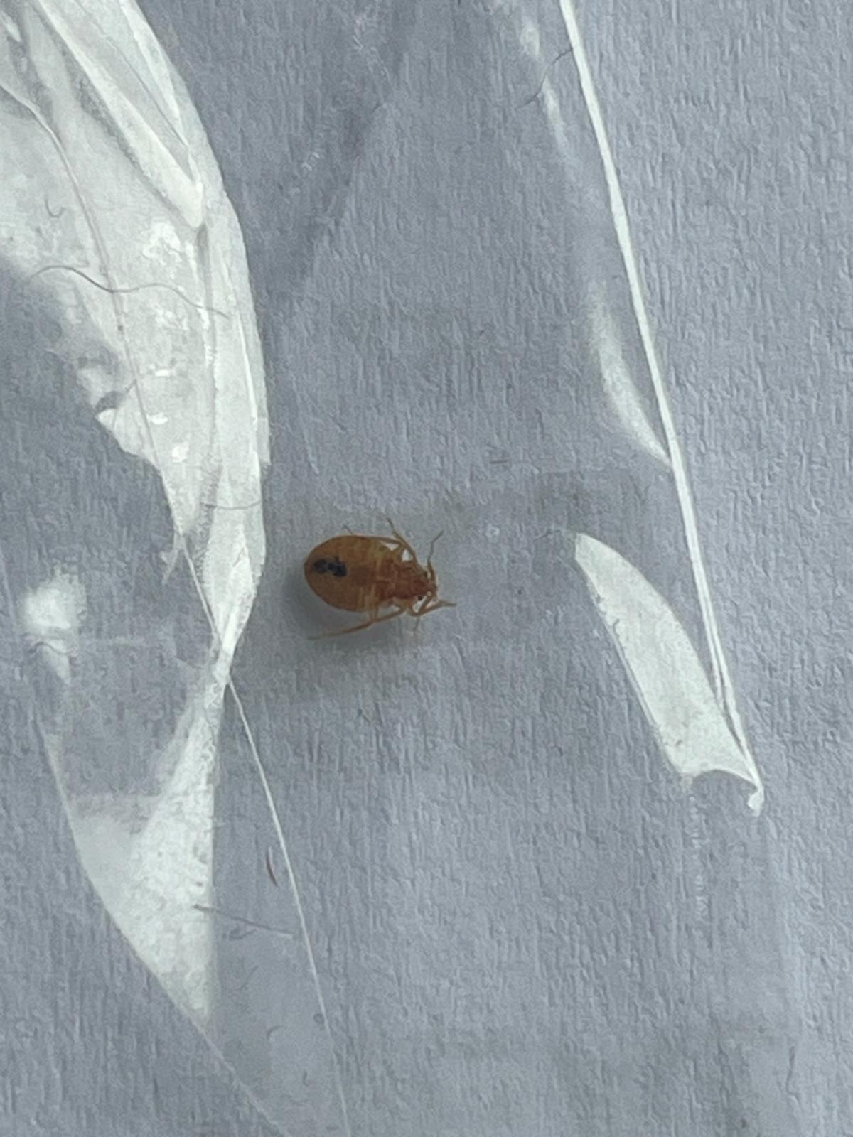 Une punaise de lit adulte capturée sur un morceau de ruban adhésif transparent, mettant en évidence ses détails anatomiques.