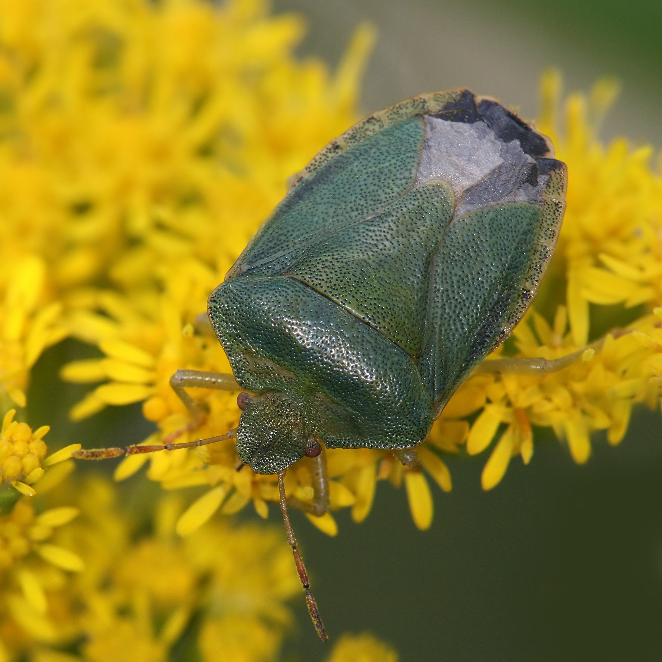 Vue rapprochée d'une punaise verte posée sur une fleur jaune.