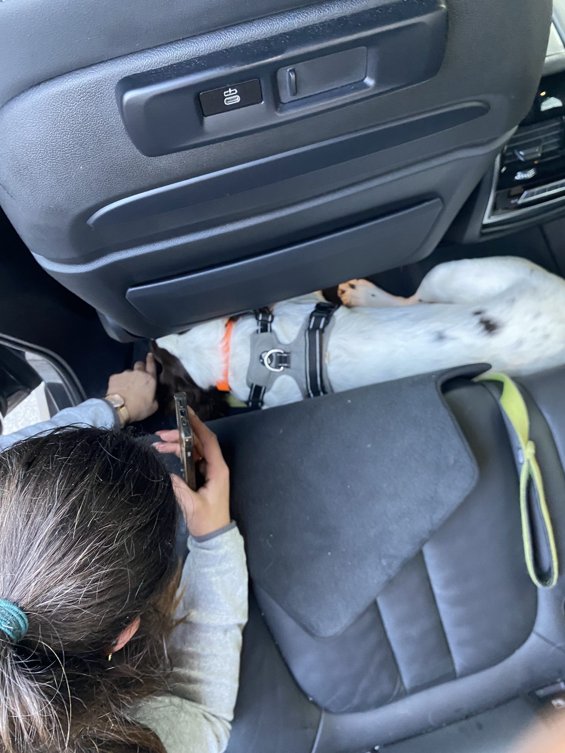 Chien de détection de punaises de lit inspectant l'intérieur d'une voiture.