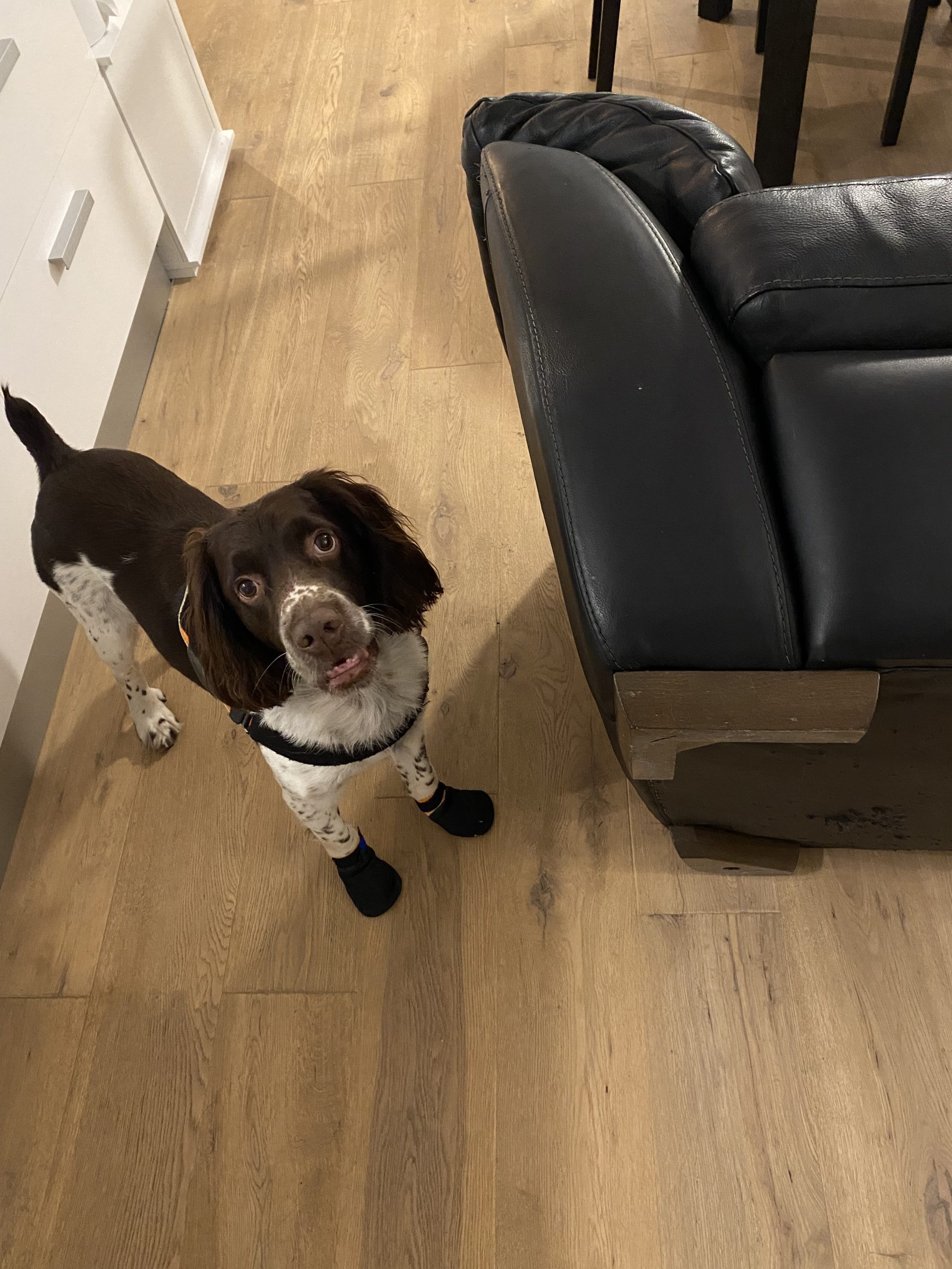 Chien de détection de punaises de lit à l'œuvre près d'un fauteuil en cuir noir.