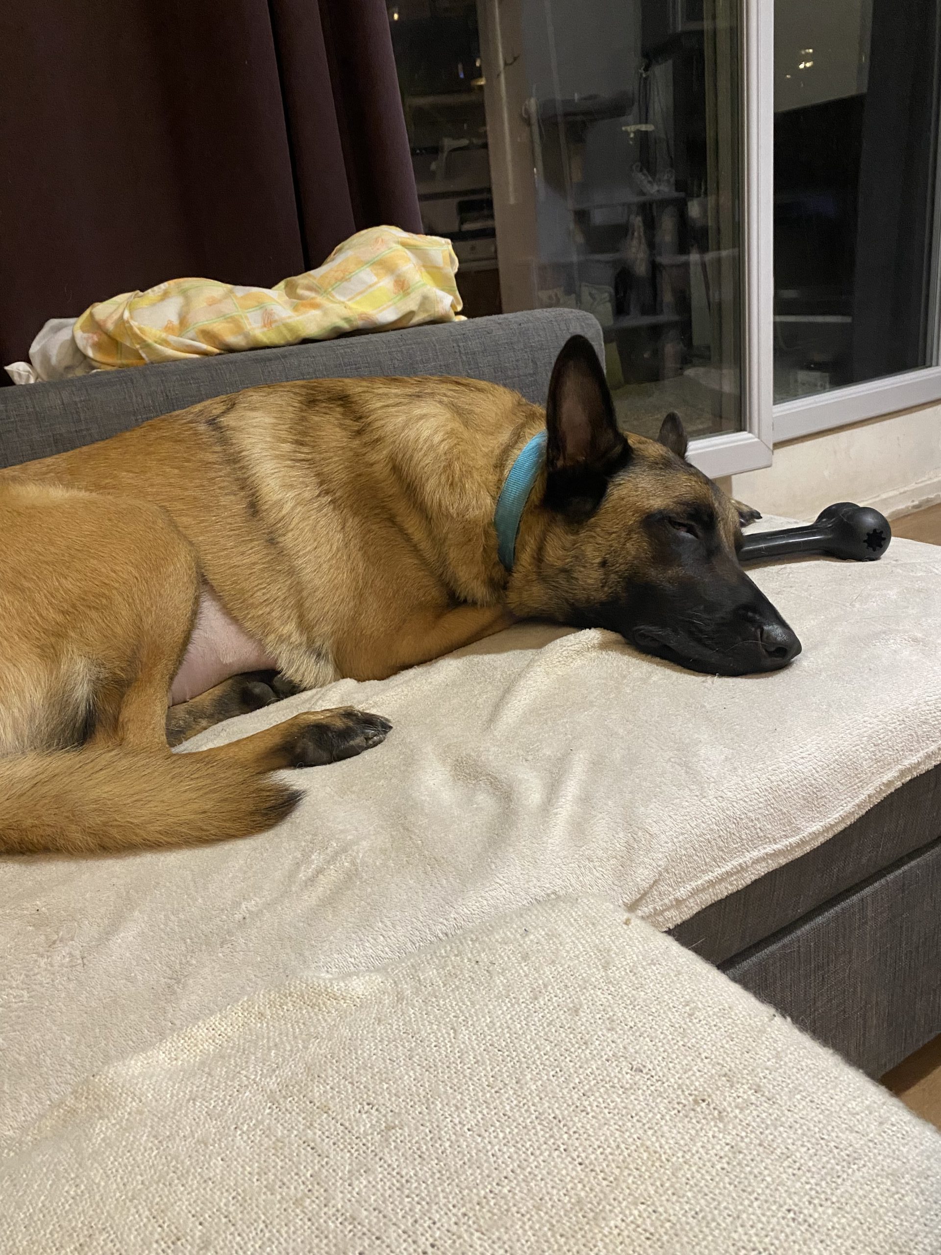 Chien de détection au repos sur un canapé après une inspection de punaises de lit.