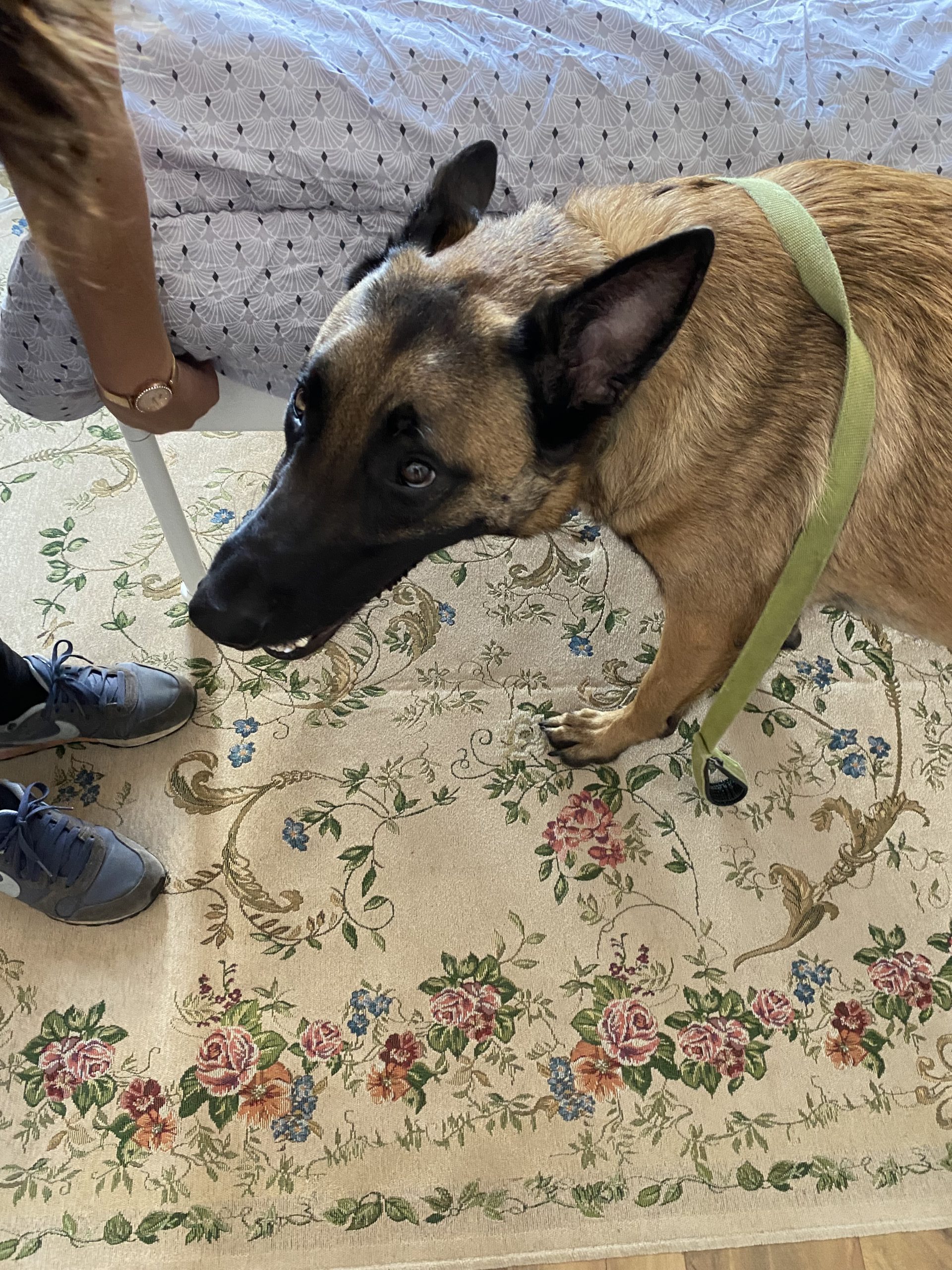 Chien détecteur inspectant un tapis floral pour trouver des signes de punaises de lit.