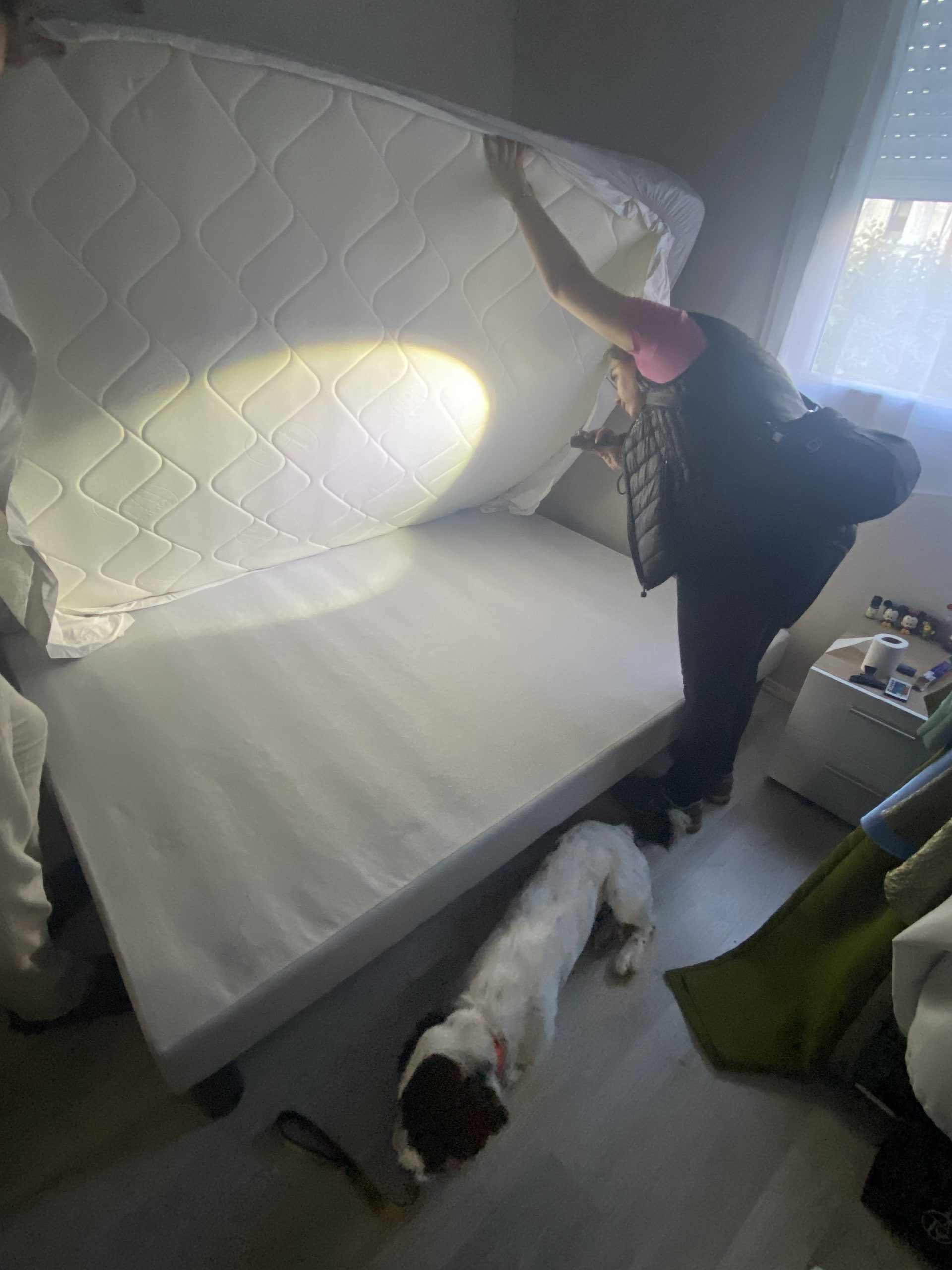 Inspection minutieuse d'un matelas avec une lampe torche par une personne et un chien détecteur de punaises de lit.
