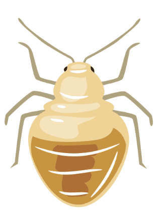 Illustration graphique d'une punaise de lit montrant ses caractéristiques distinctives.