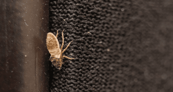 Mue punaise de lit repérée sur un tissu noir en gros plan.