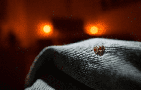 Qu'est-ce qui attire le plus les punaises de lit ?