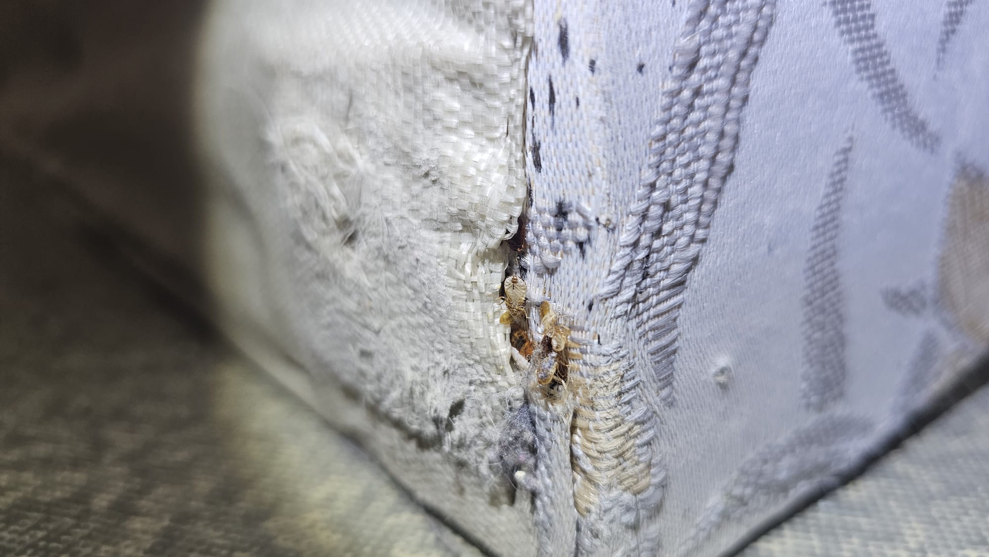 Punaises de lit visibles sur un matelas, nichées dans une couture, avec des traces d'infestation.