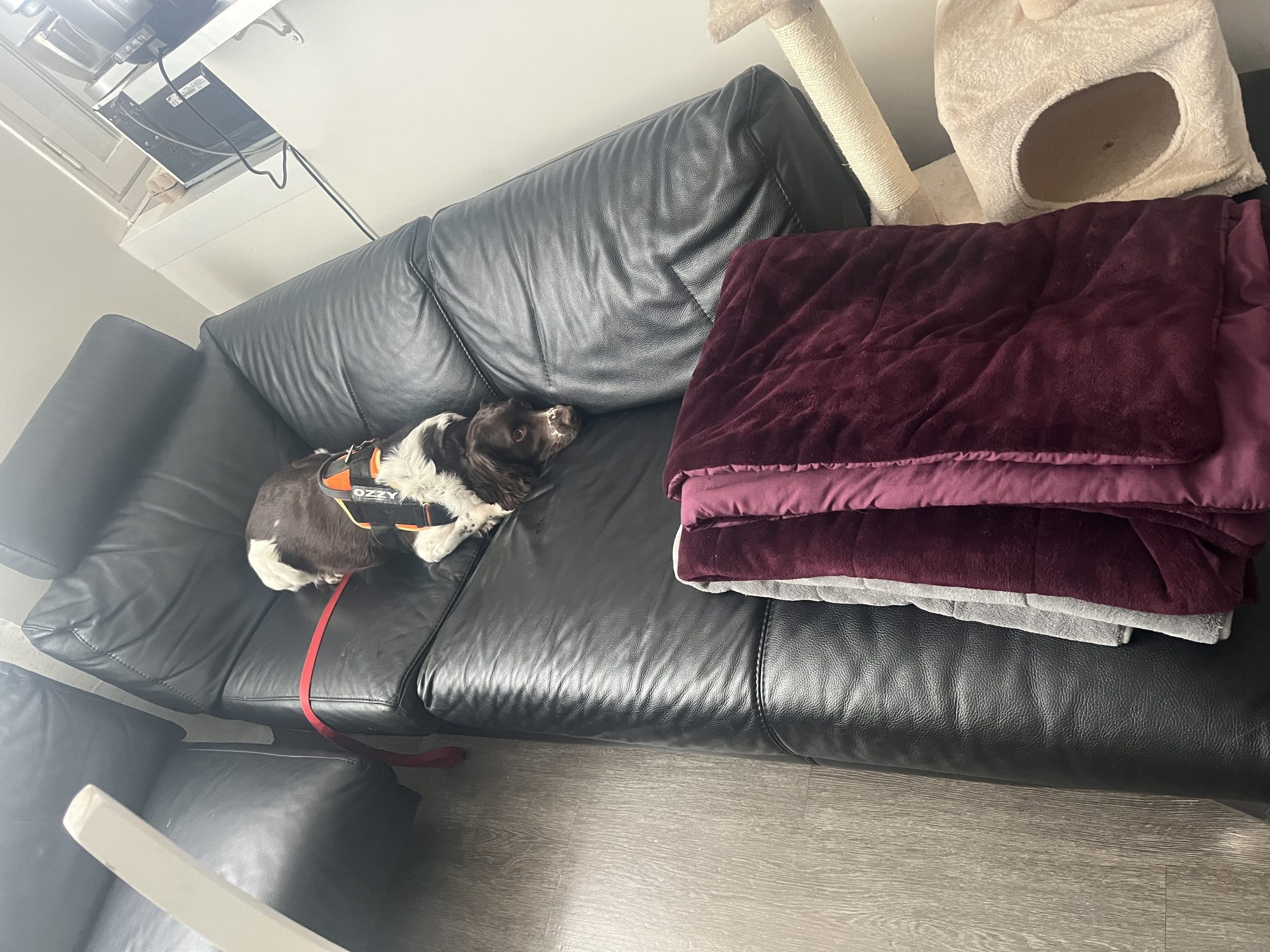 Se débarrasser des punaises de lit sur un canapé.