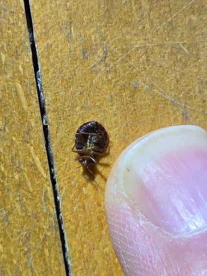 punaise de lit morte