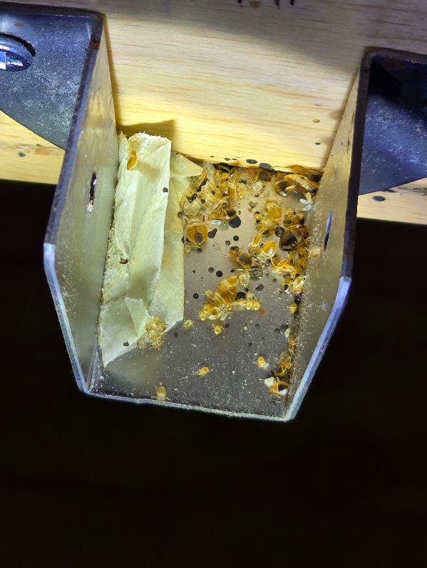 Punaises de lit, nymphe de punaise de lit et traces d'excréments visibles dans un support métallique.