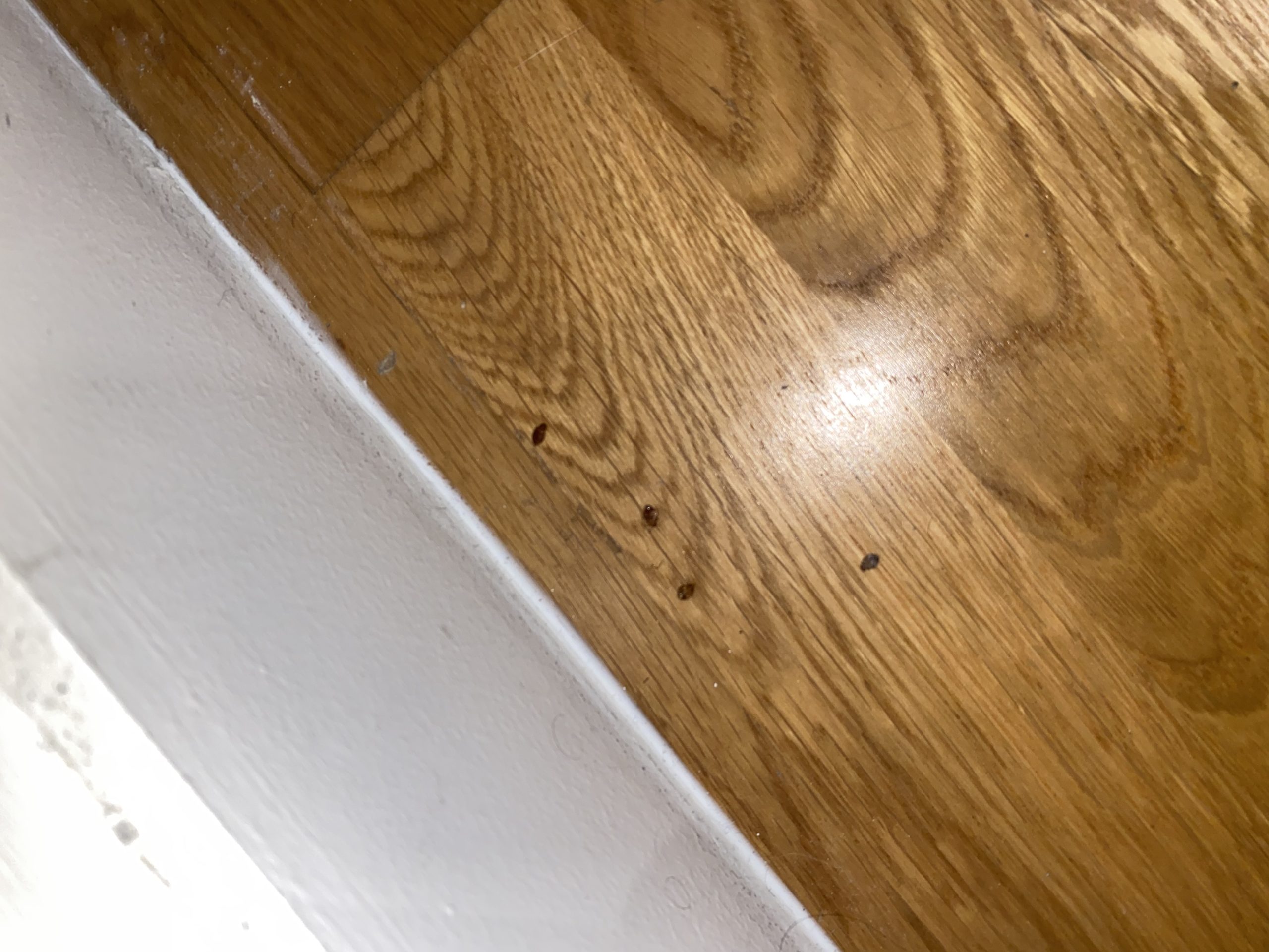 punaise de lit morte