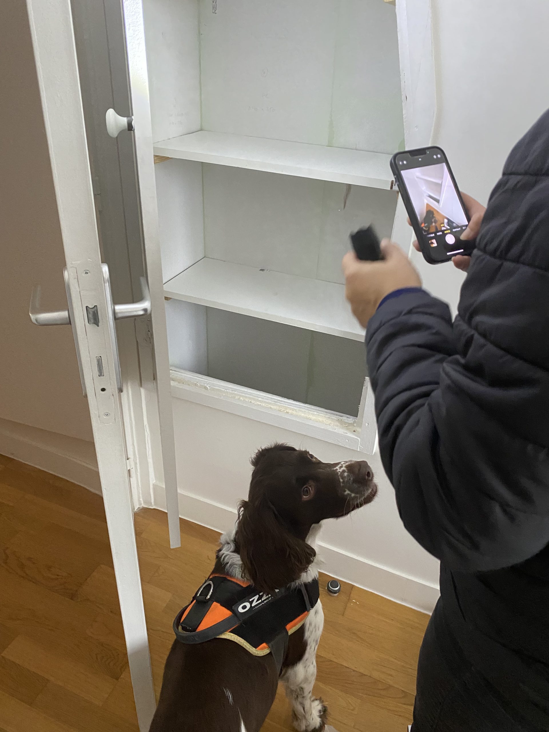 Chien détecteur équipé d'un harnais, inspectant une armoire pour détecter des nuisibles, accompagné d'un opérateur.
