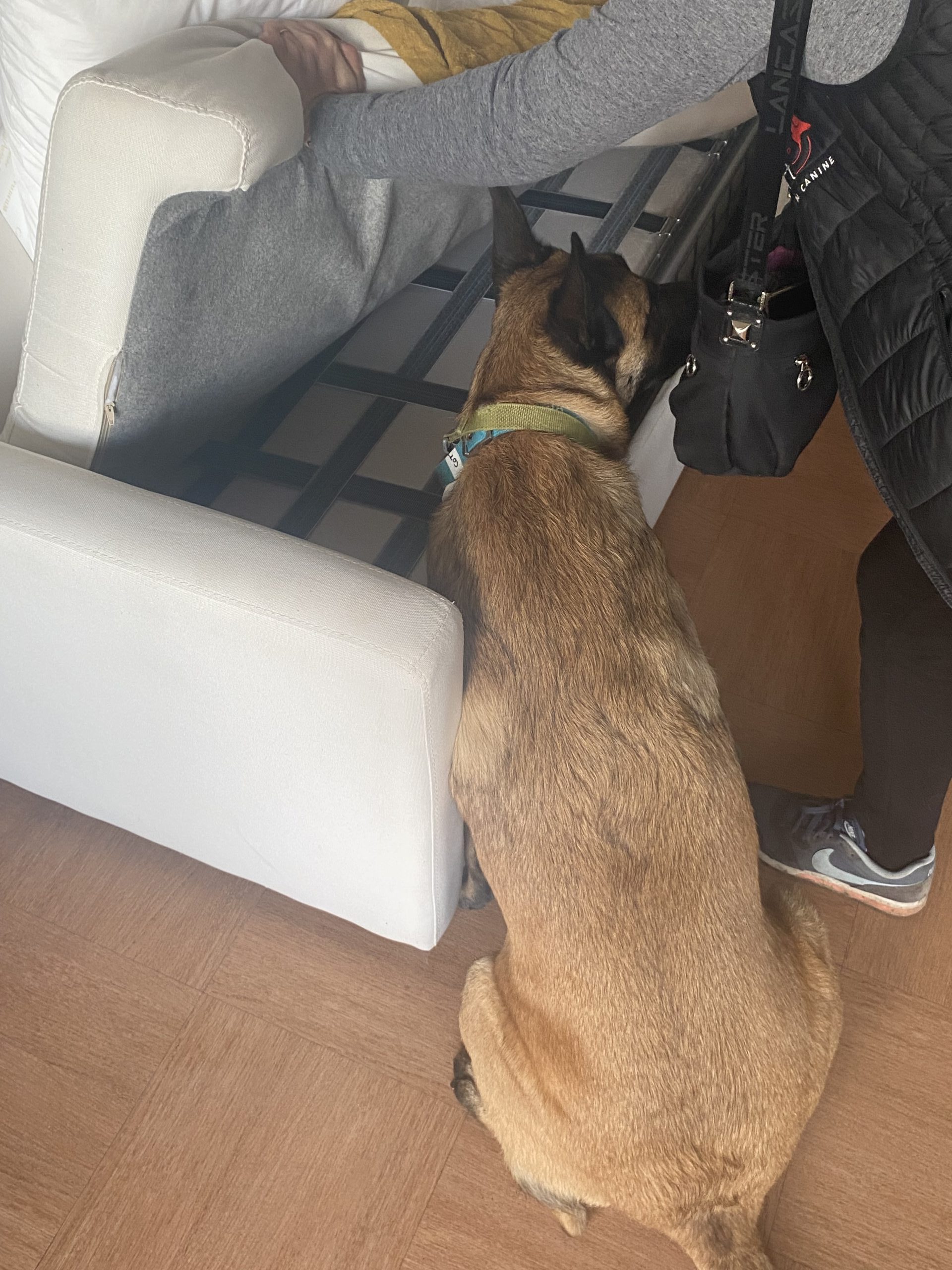 Chien détecteur de punaises de lit effectuant une inspection près d'un canapé.