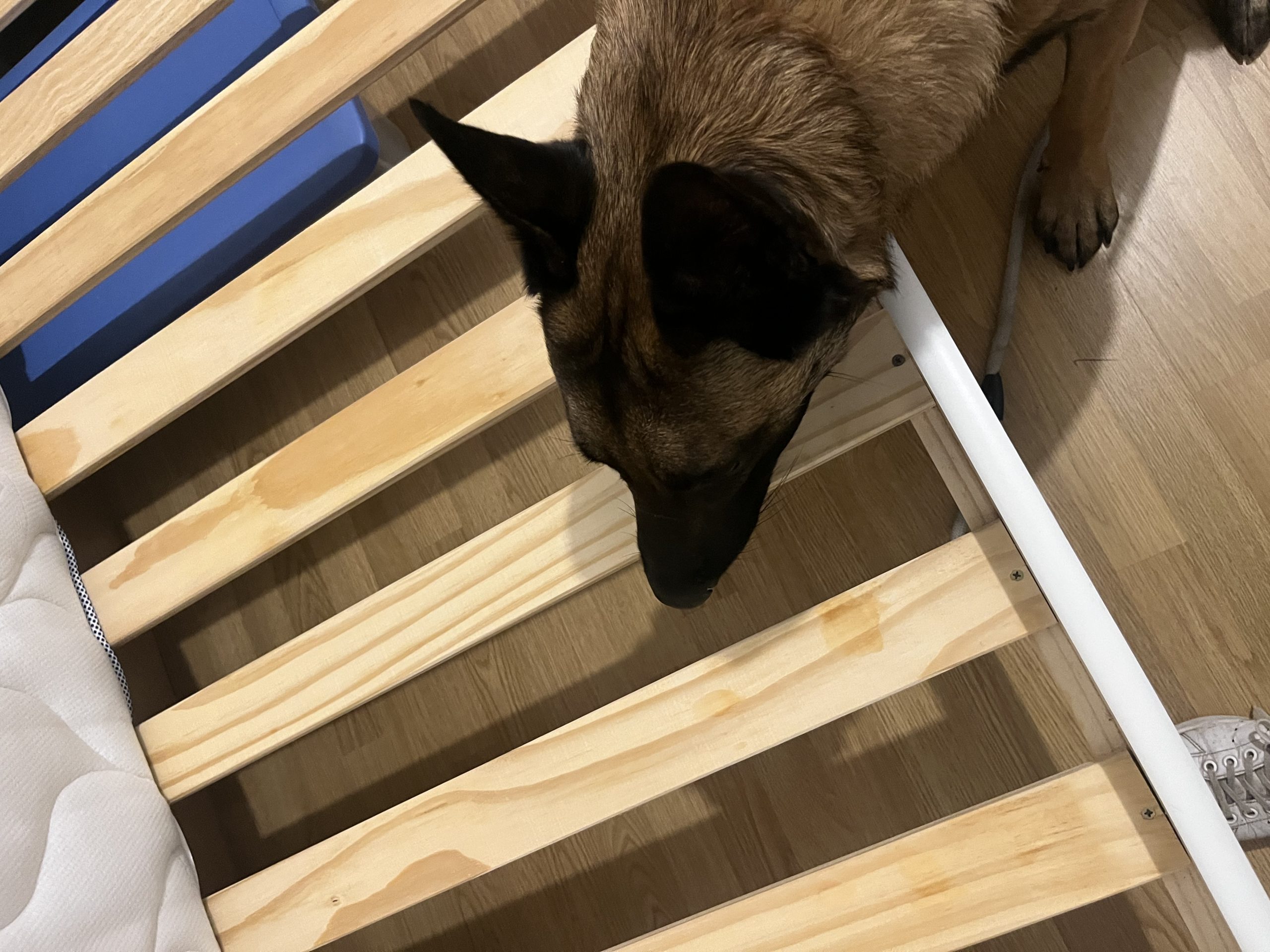 Chien détecteur reniflant un sommier en bois pour repérer des punaises de lit.