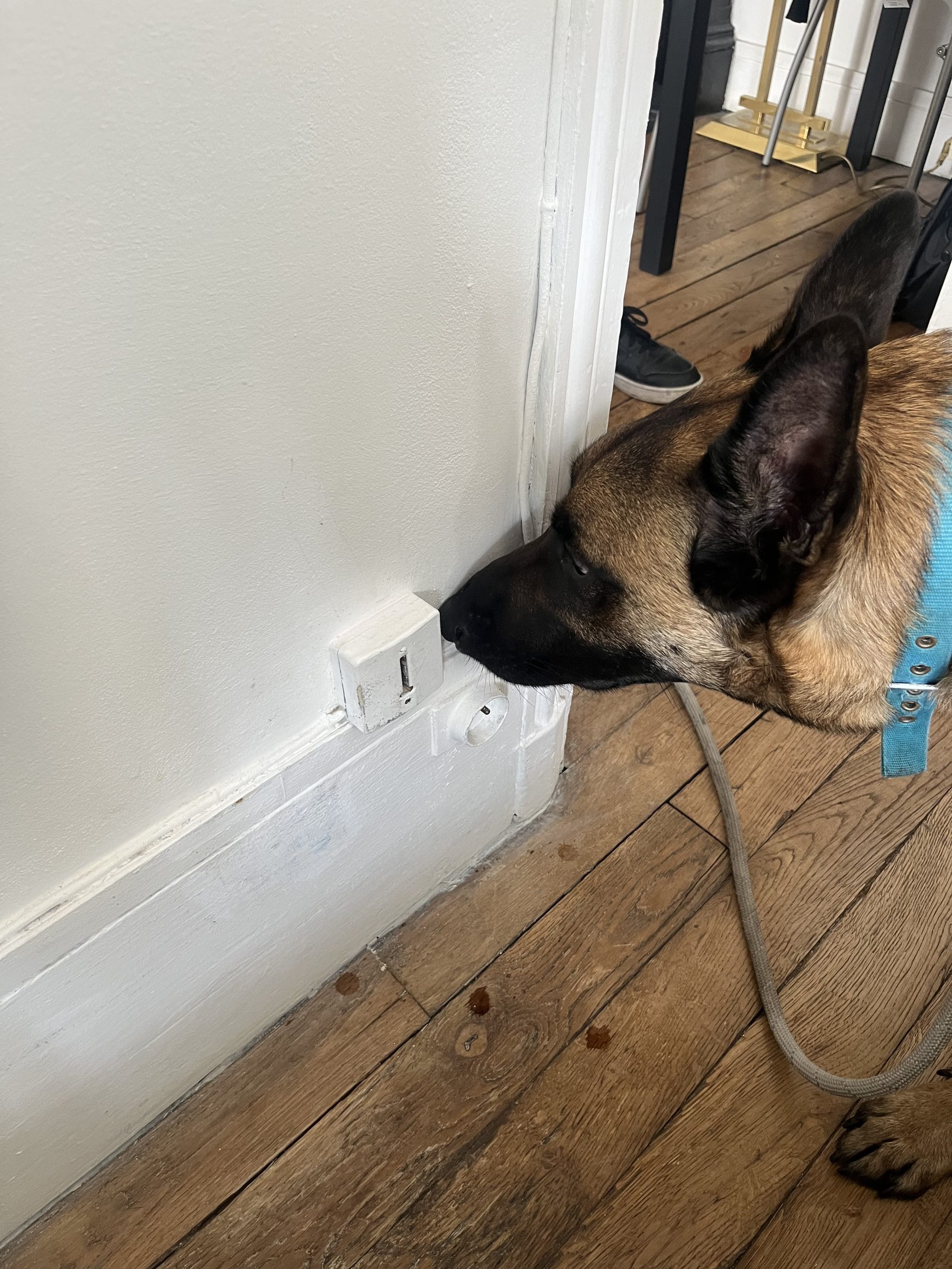 Chien détecteur reniflant une prise électrique potentiellement infestée de punaises de lit