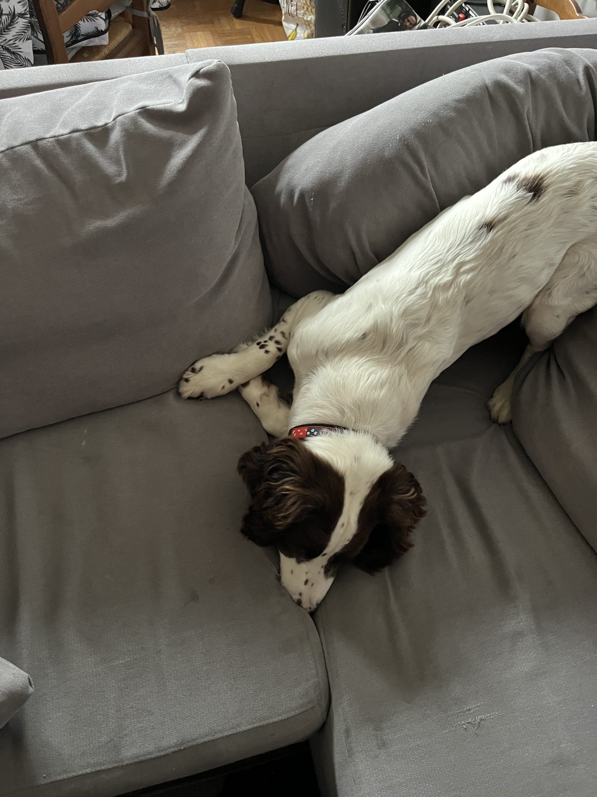 Chien reniflant un canapé pour détecter une éventuelle infestation de punaises de lit.