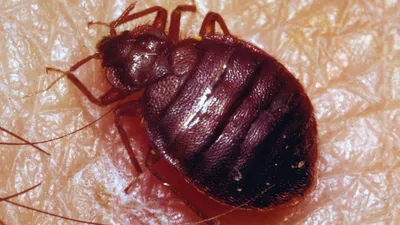 Punaises de lit en France : les 3 espèces de Cimex déjà vues