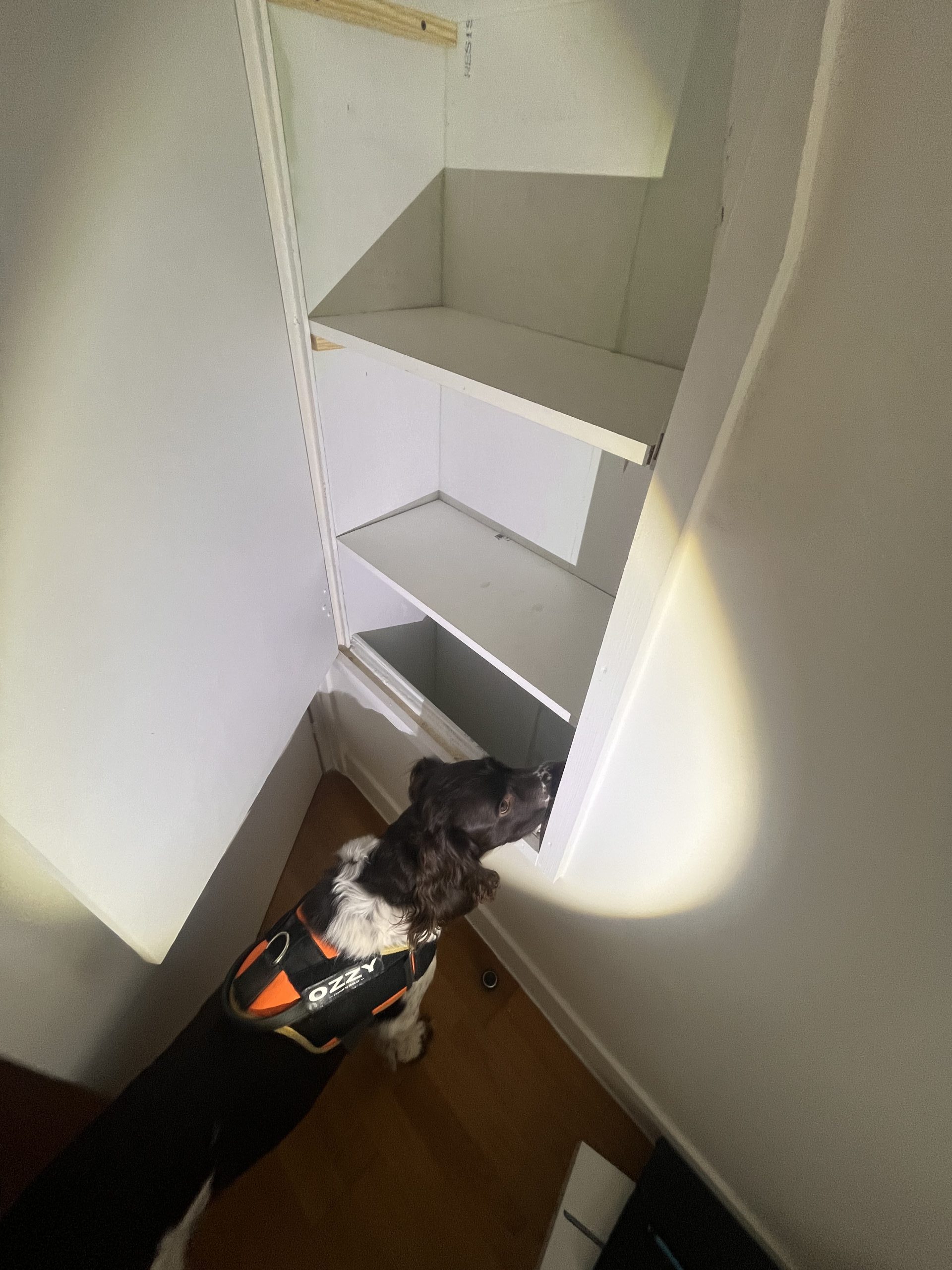 Chien détecteur de punaises de lit inspectant un placard.