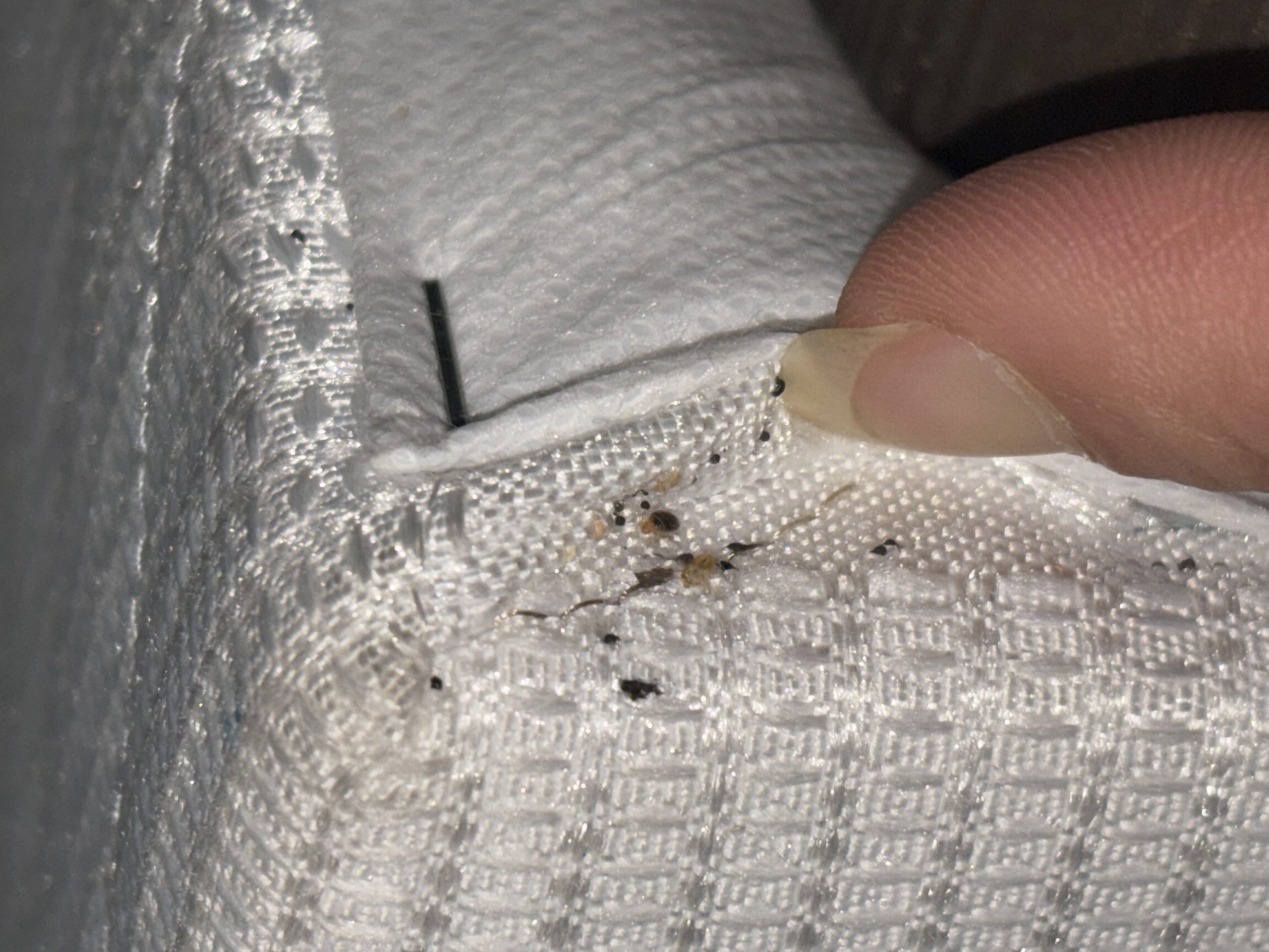 Punaises de lit visibles sur un matelas avec taches noires et œufs.