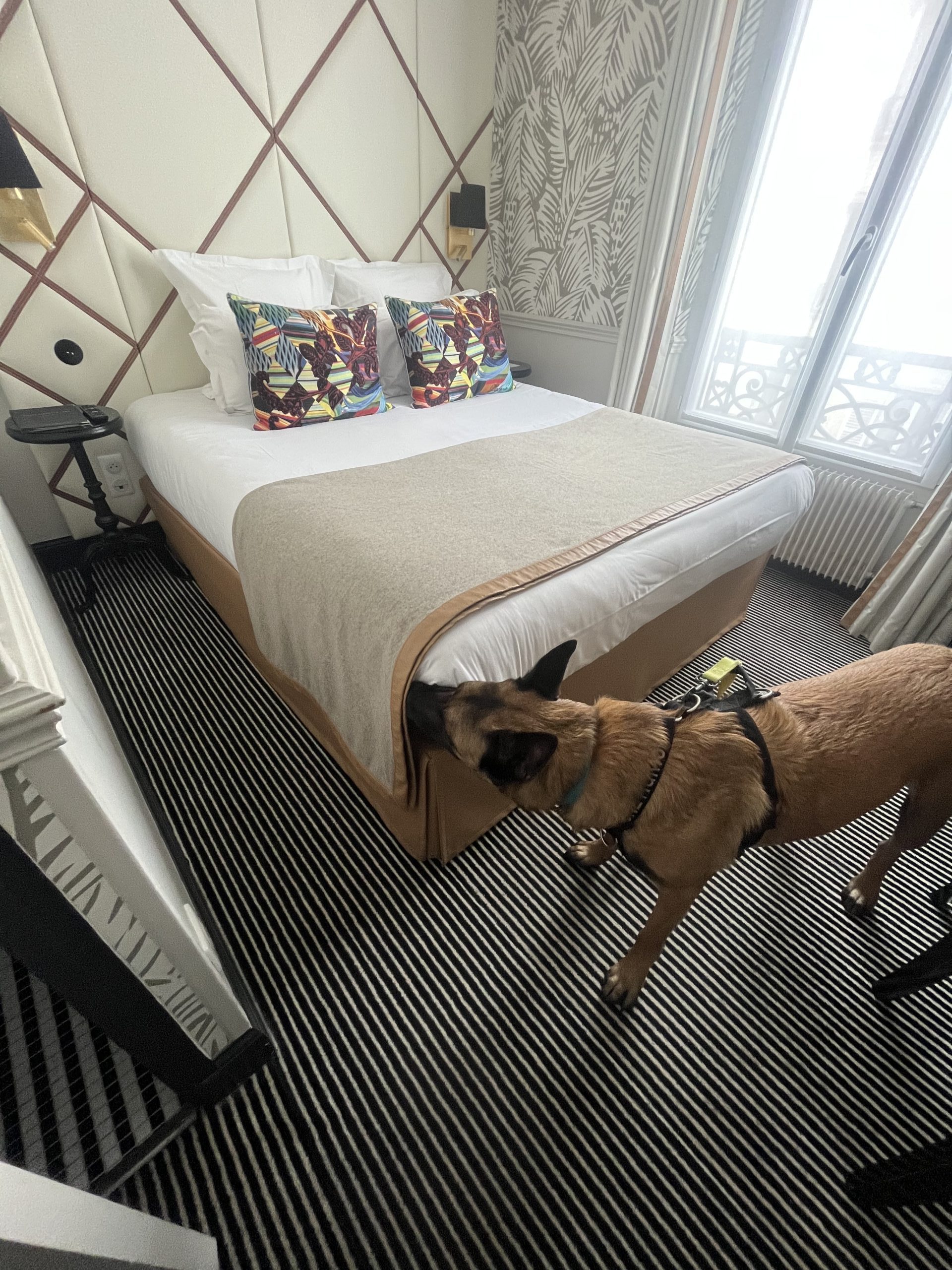 Chien détecteur de punaises de lit inspectant un lit dans une chambre d'hôtel.