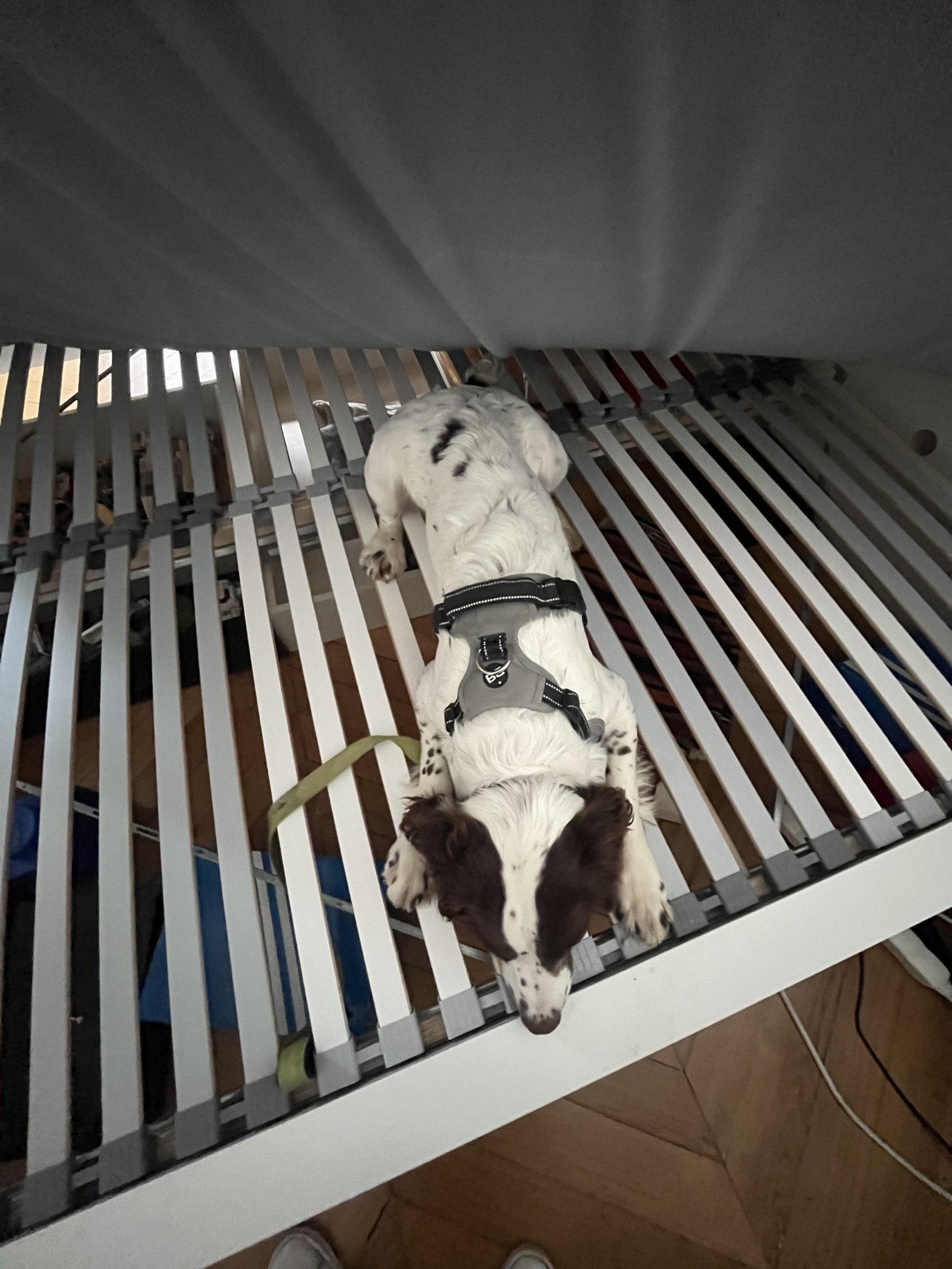 Les pires erreurs de traitement maison contre les punaises de lit
