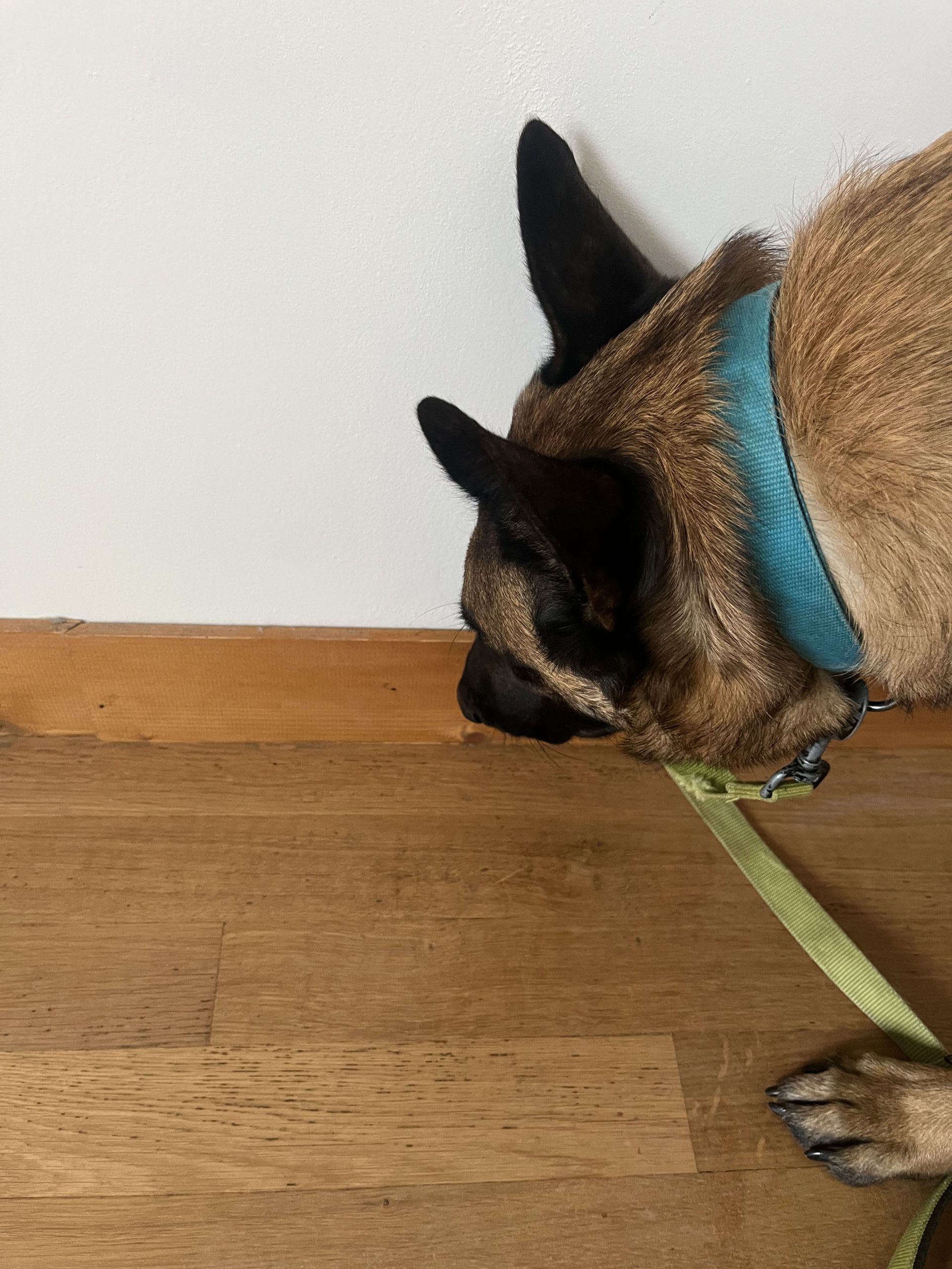 Chien détecteur de punaises de lit reniflant une plinthe en bois.
