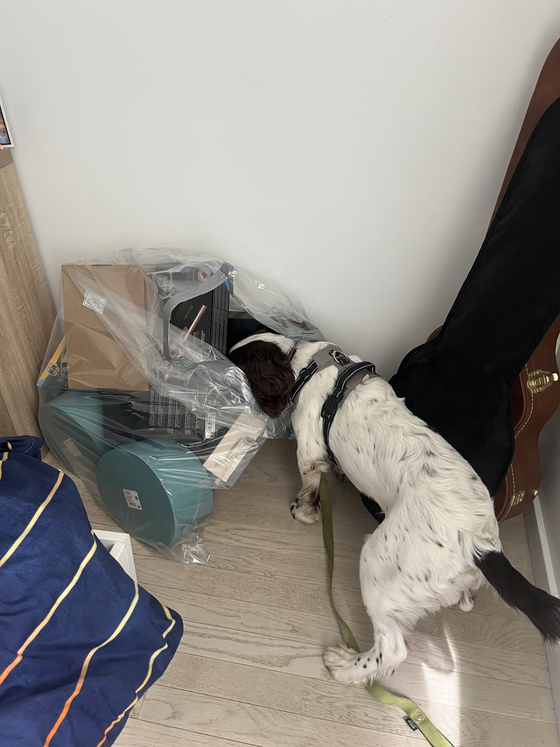 Cchoisir un bon détecteur canin de punaises de lit.