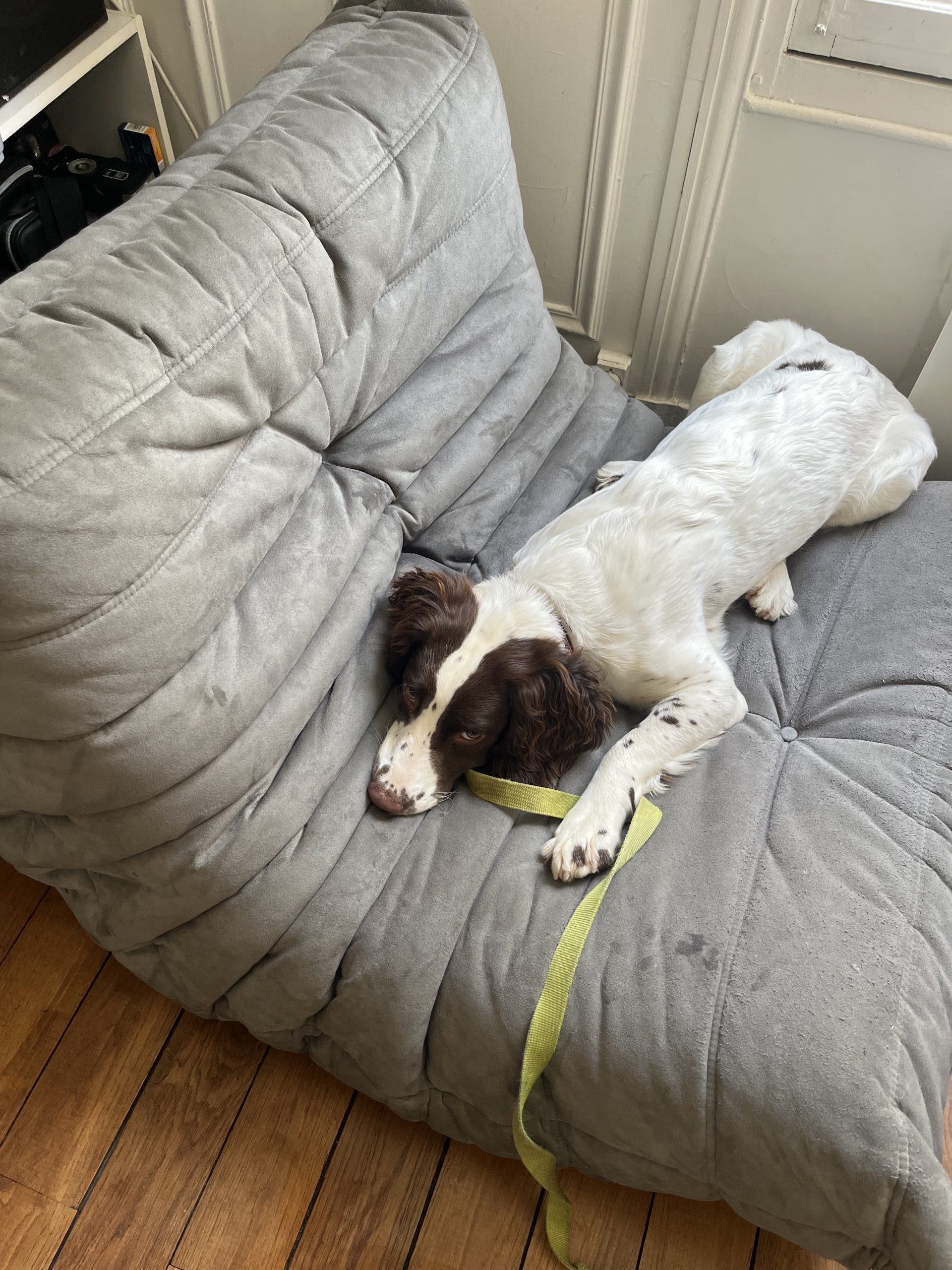 Chien détecteur de punaises de lit allongé sur un canapé.