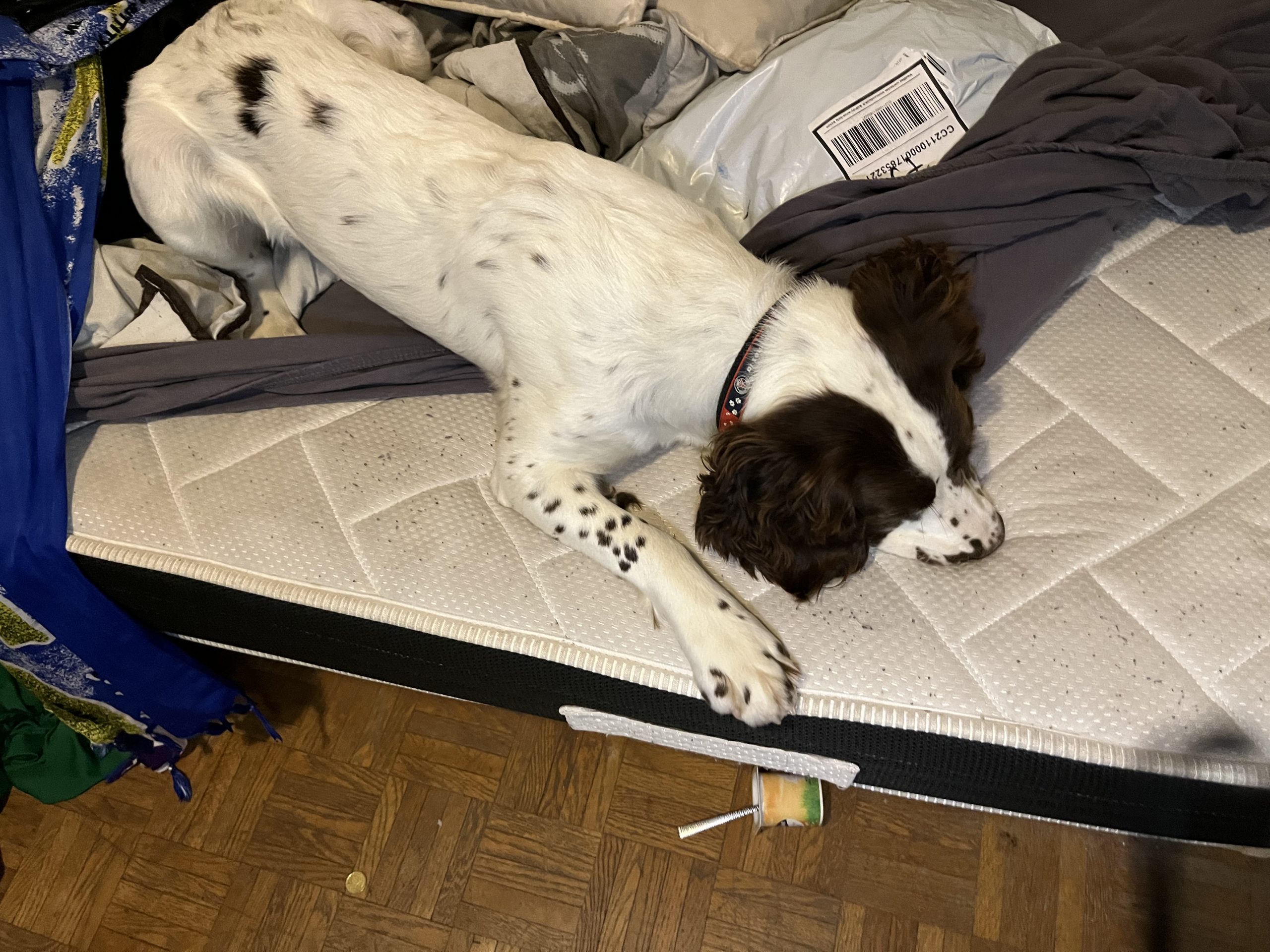 Chien détecteur de punaises de lit allongé sur un matelas avec traces d'infestation.