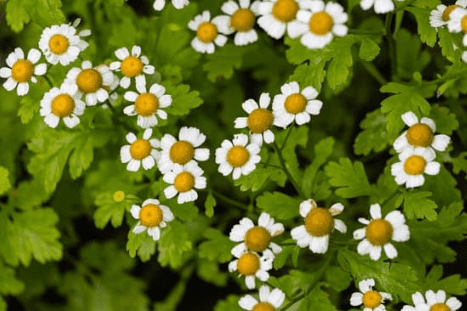 Plante de pyrèthre avec des fleurs blanches et jaunes, connue pour ses propriétés insecticides naturelles