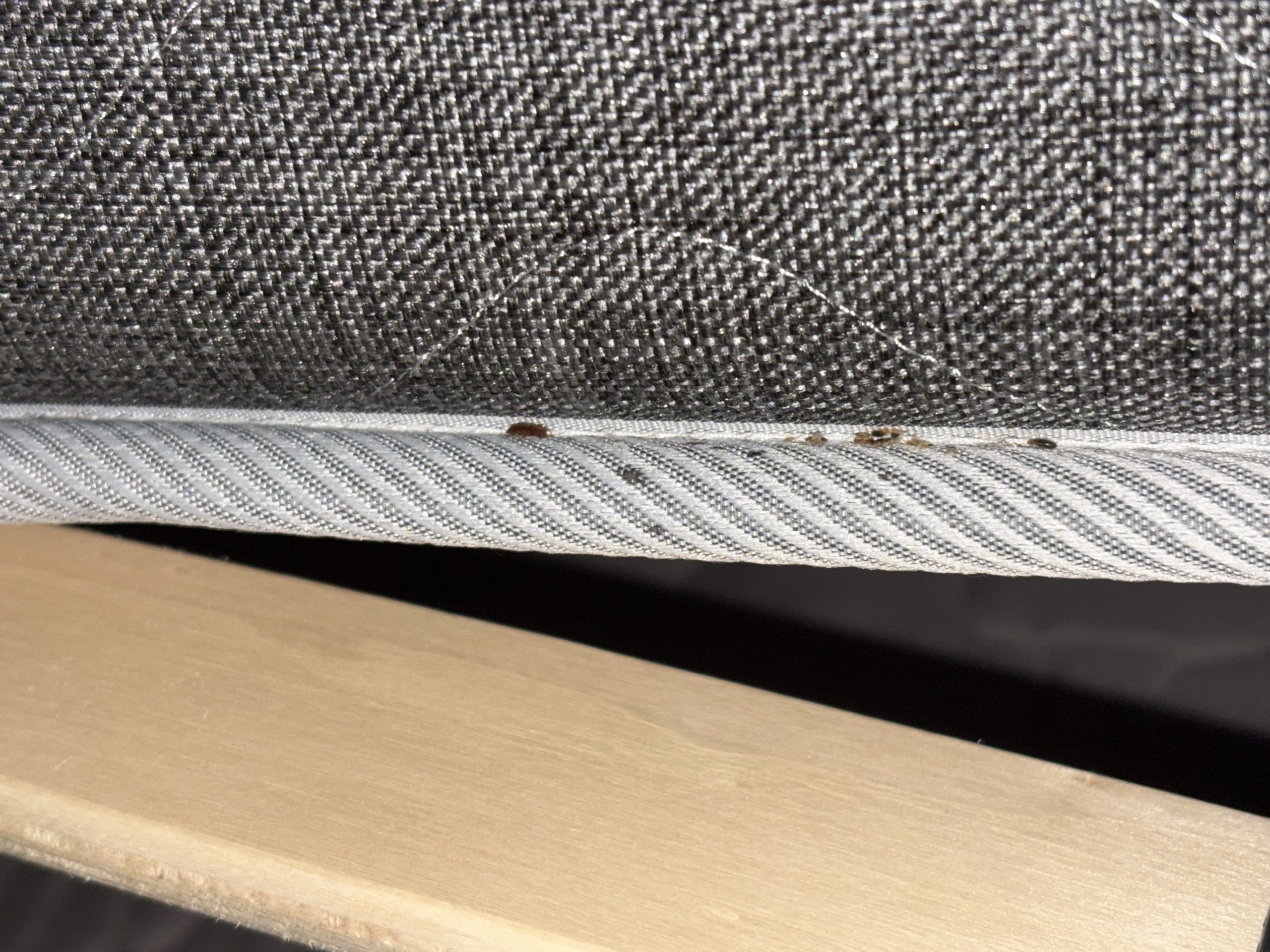 Punaises de lit visibles sur la couture d'un matelas.