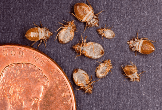 Taille réelle des punaises de lit comparée à une pièce : du stade jeune à adulte.