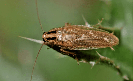 Cafard brun sur une feuille verte en extérieur