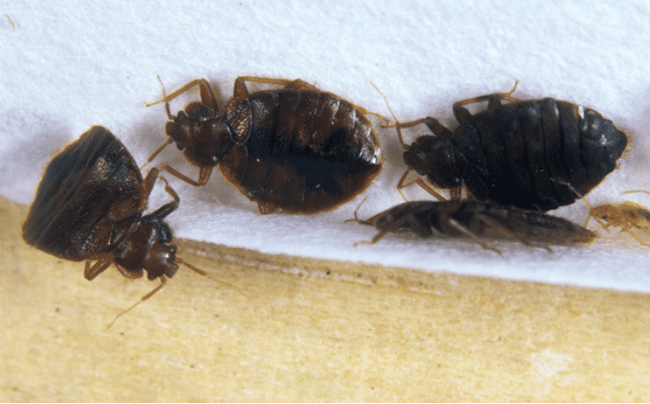 mythes punaises de lit