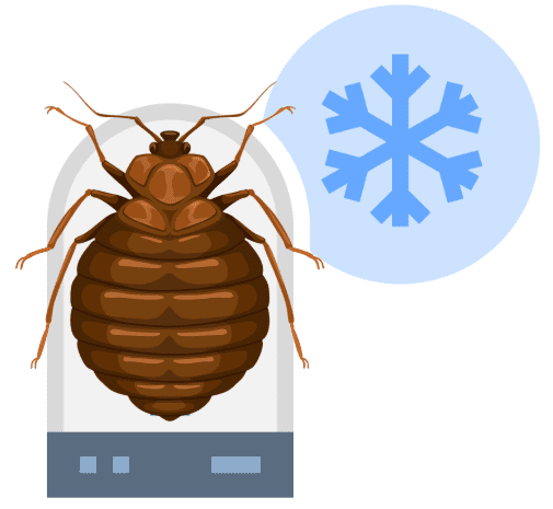 Comment tuer les punaises de lit pour toujours