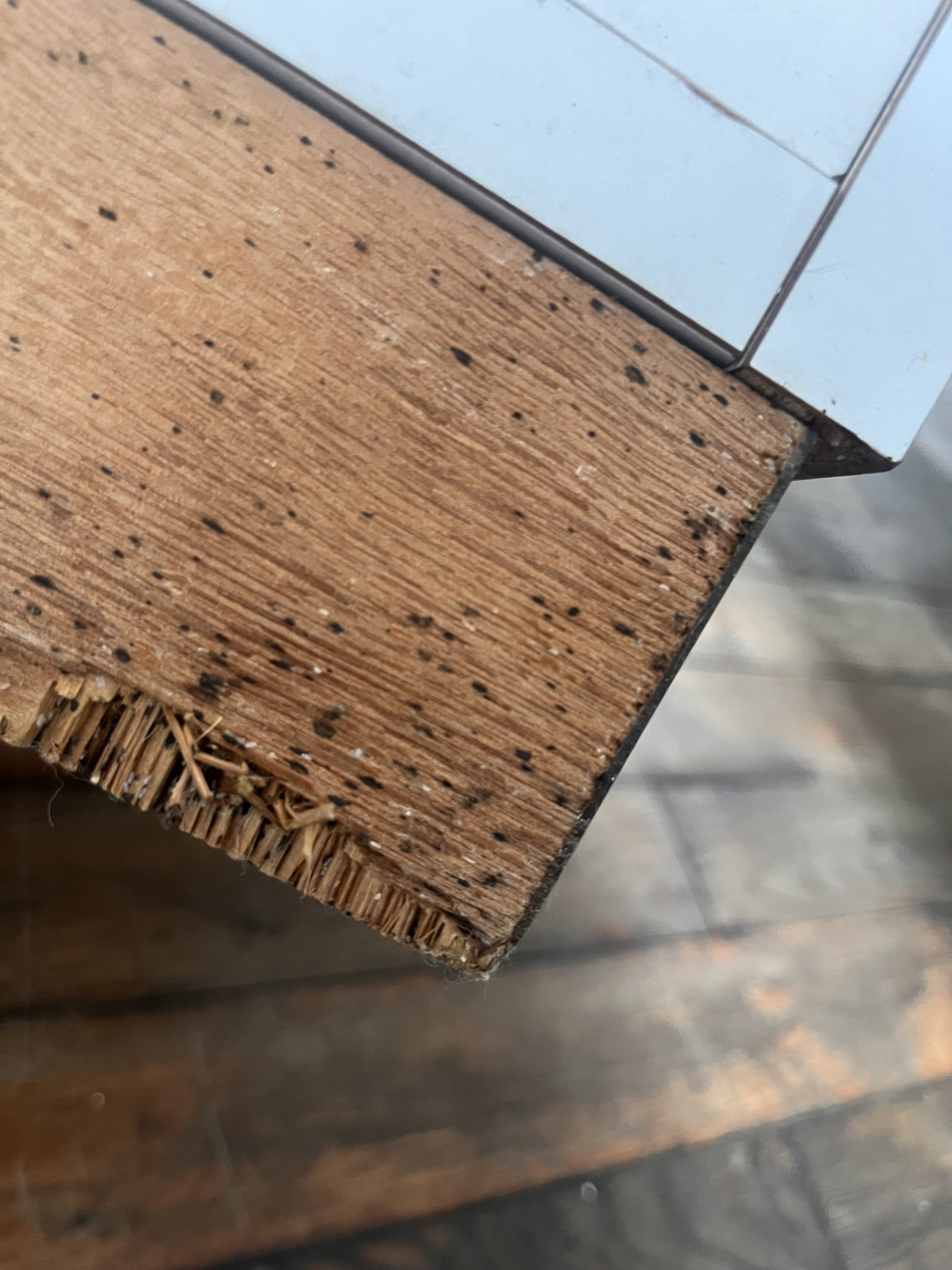 Traces noires laissées par des punaises de lit sur une planche de lit en bois