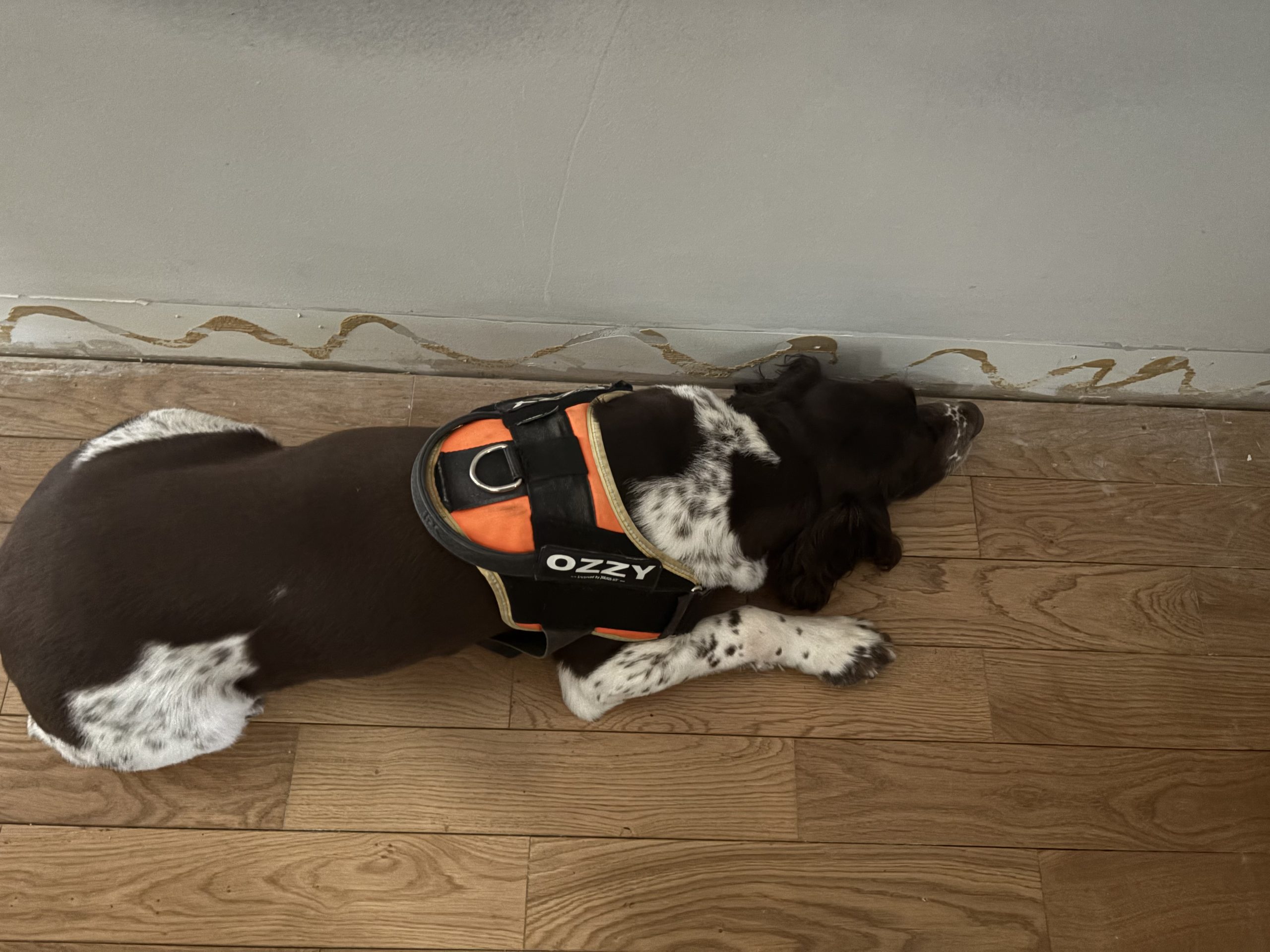 Chien détecteur de punaises de lit couché près d’un mur avec traces suspectes d’infestation