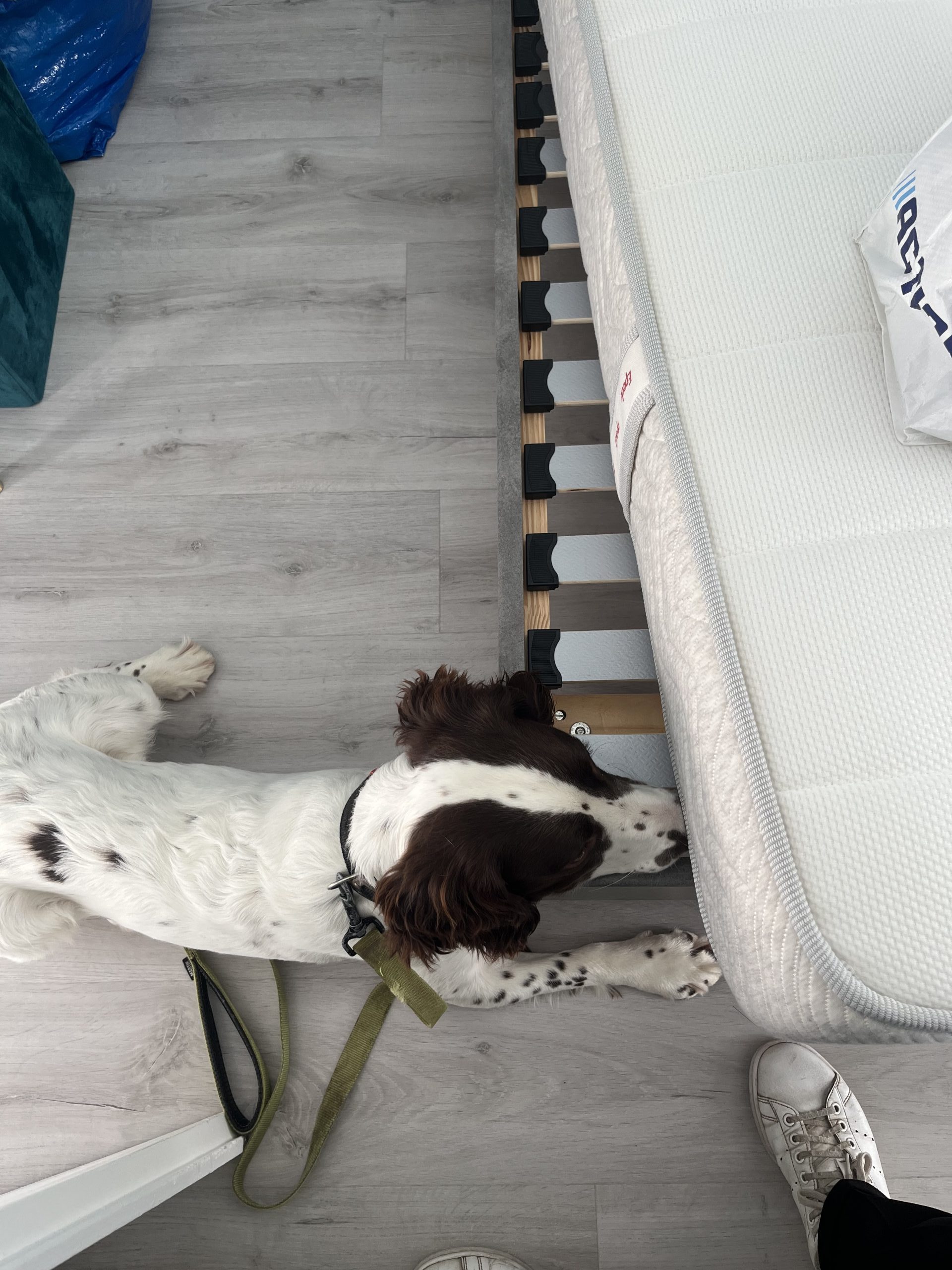 Chien formé à la détection des punaises de lit inspectant un matelas.