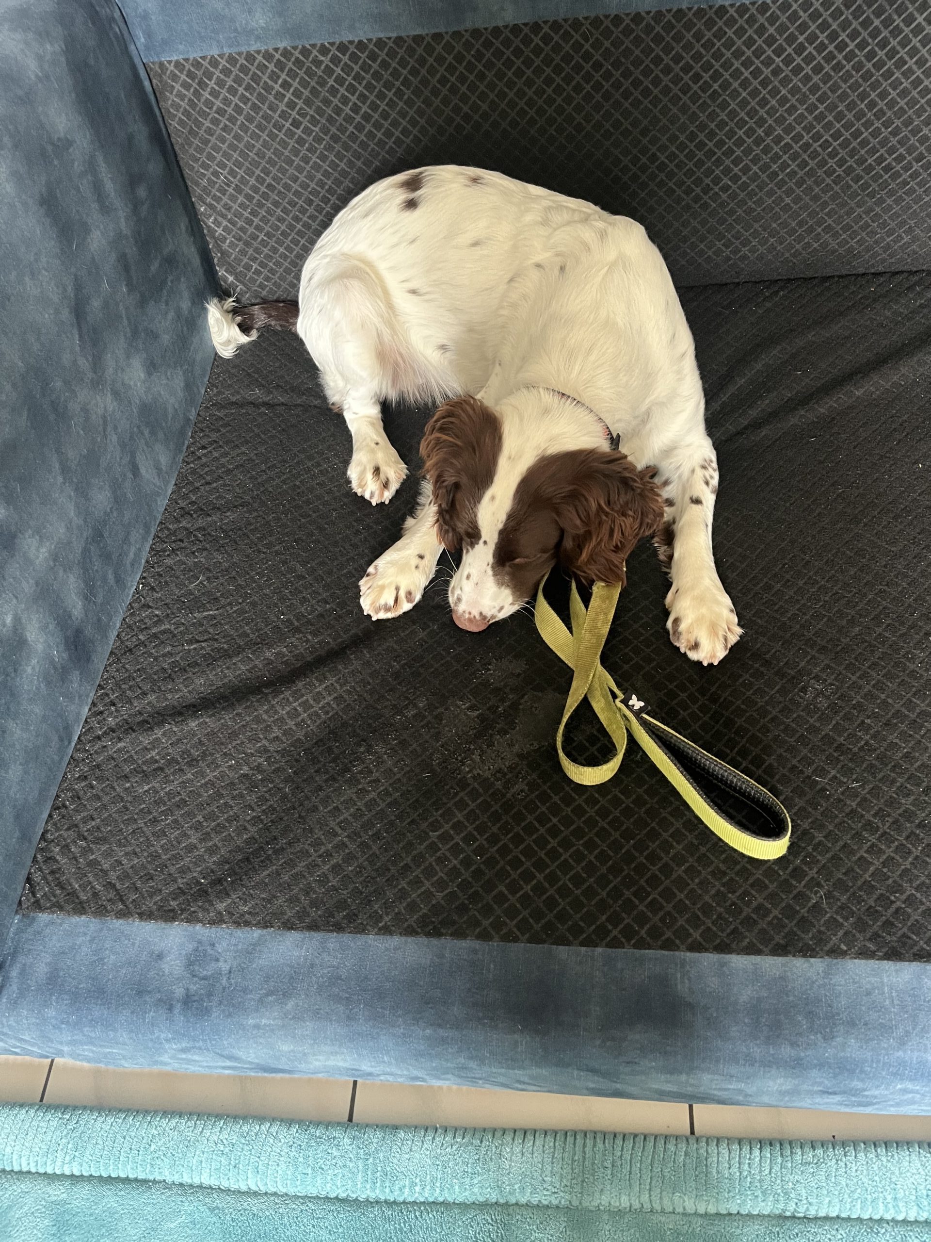 Chien de détection des punaises de lit allongé sur un canapé pendant une inspection