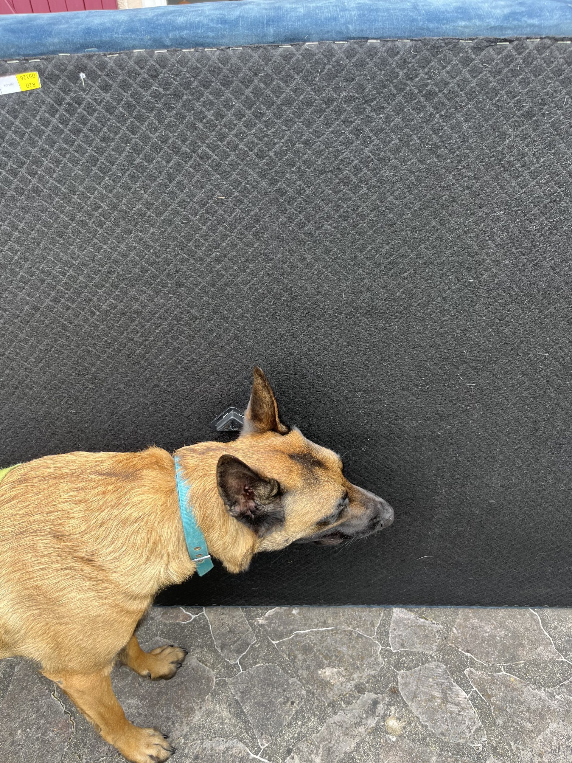 Chien renifleur de punaises de lit inspectant un matelas à l’extérieur