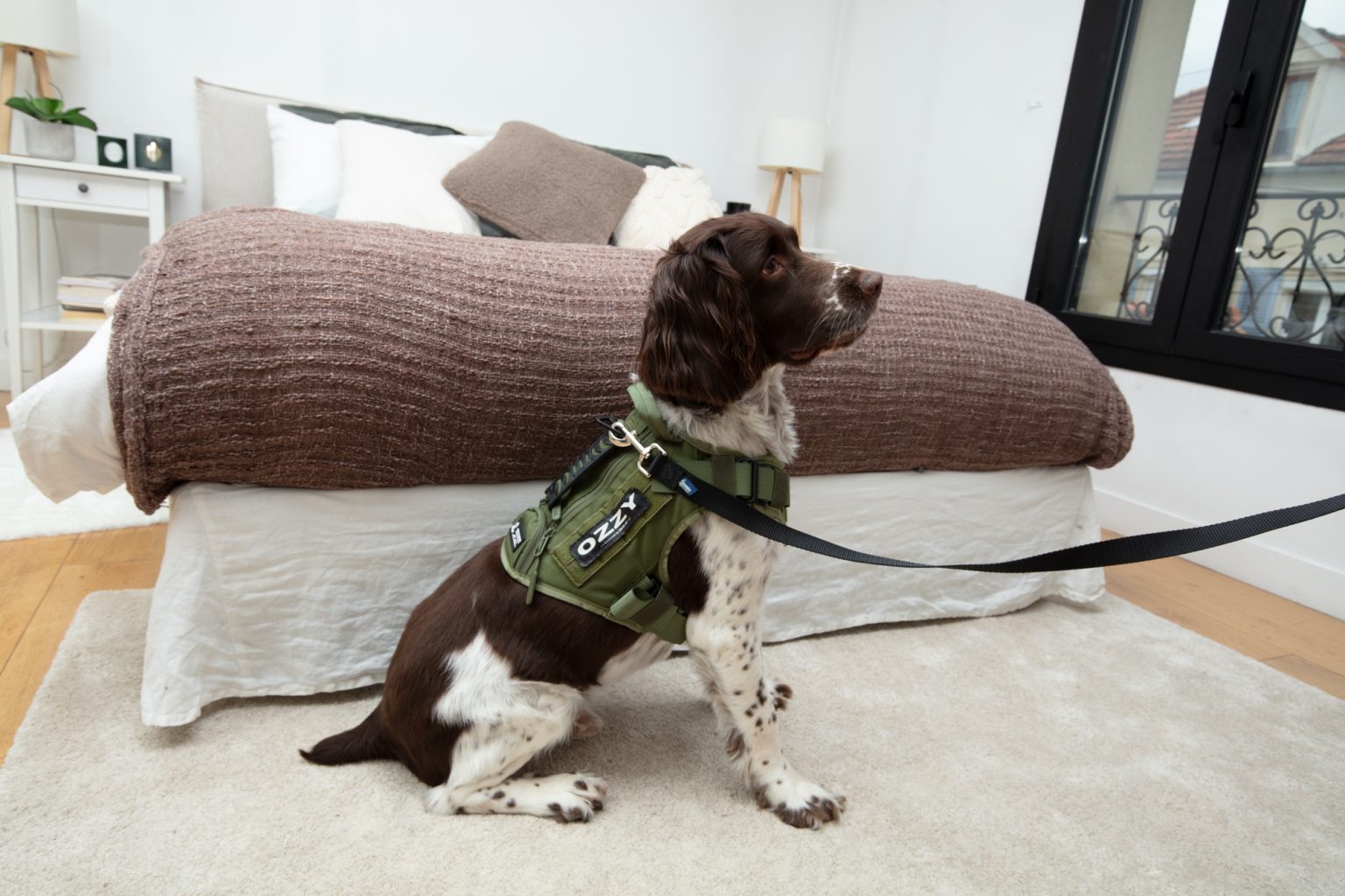 Chien détecteur de punaises assis dans une chambre en attente d'inspection