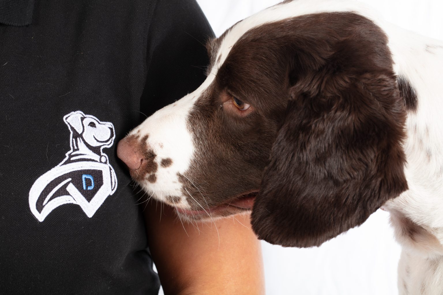 Chien de détection reniflant le logo Dogtector sur un polo noir